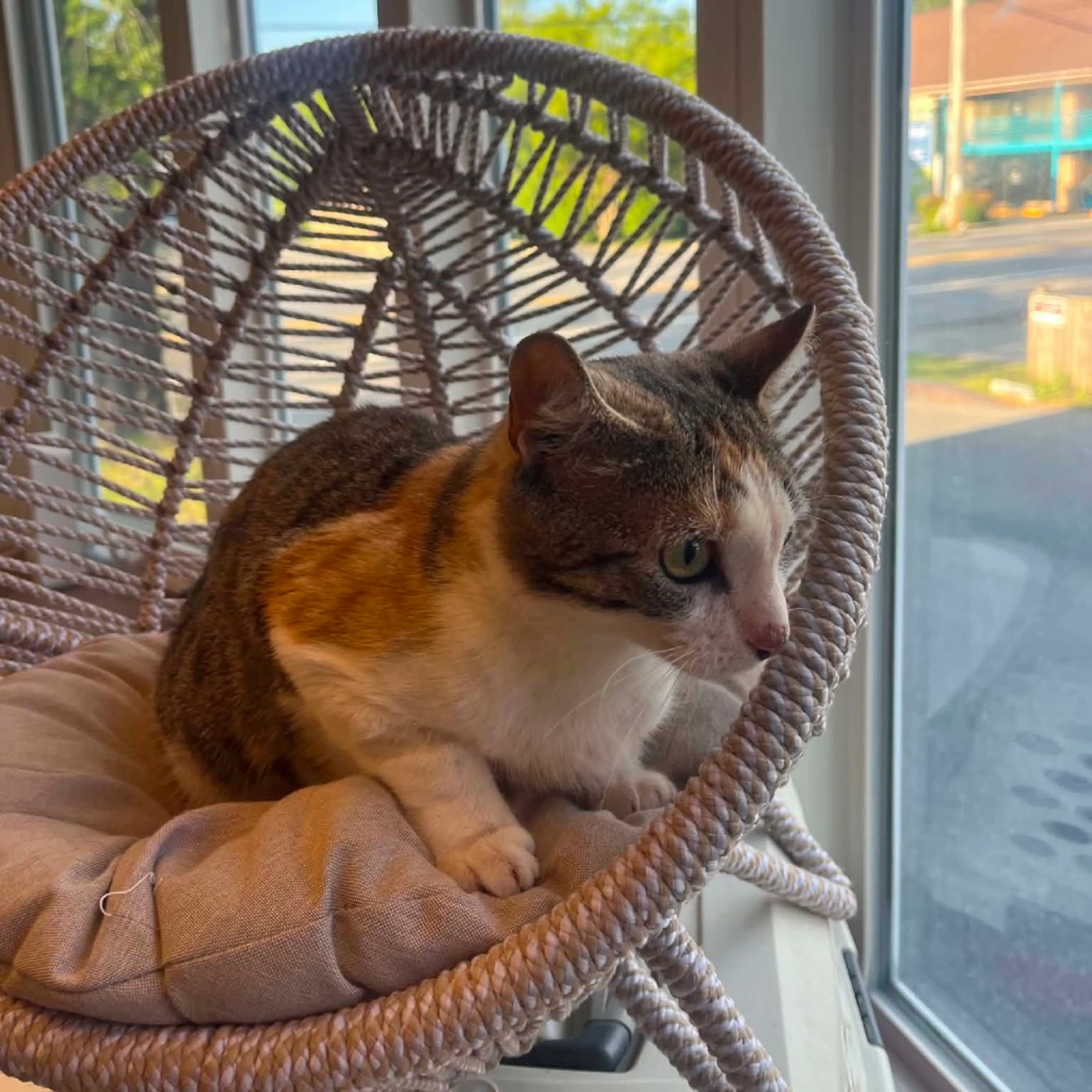 Found pet-1