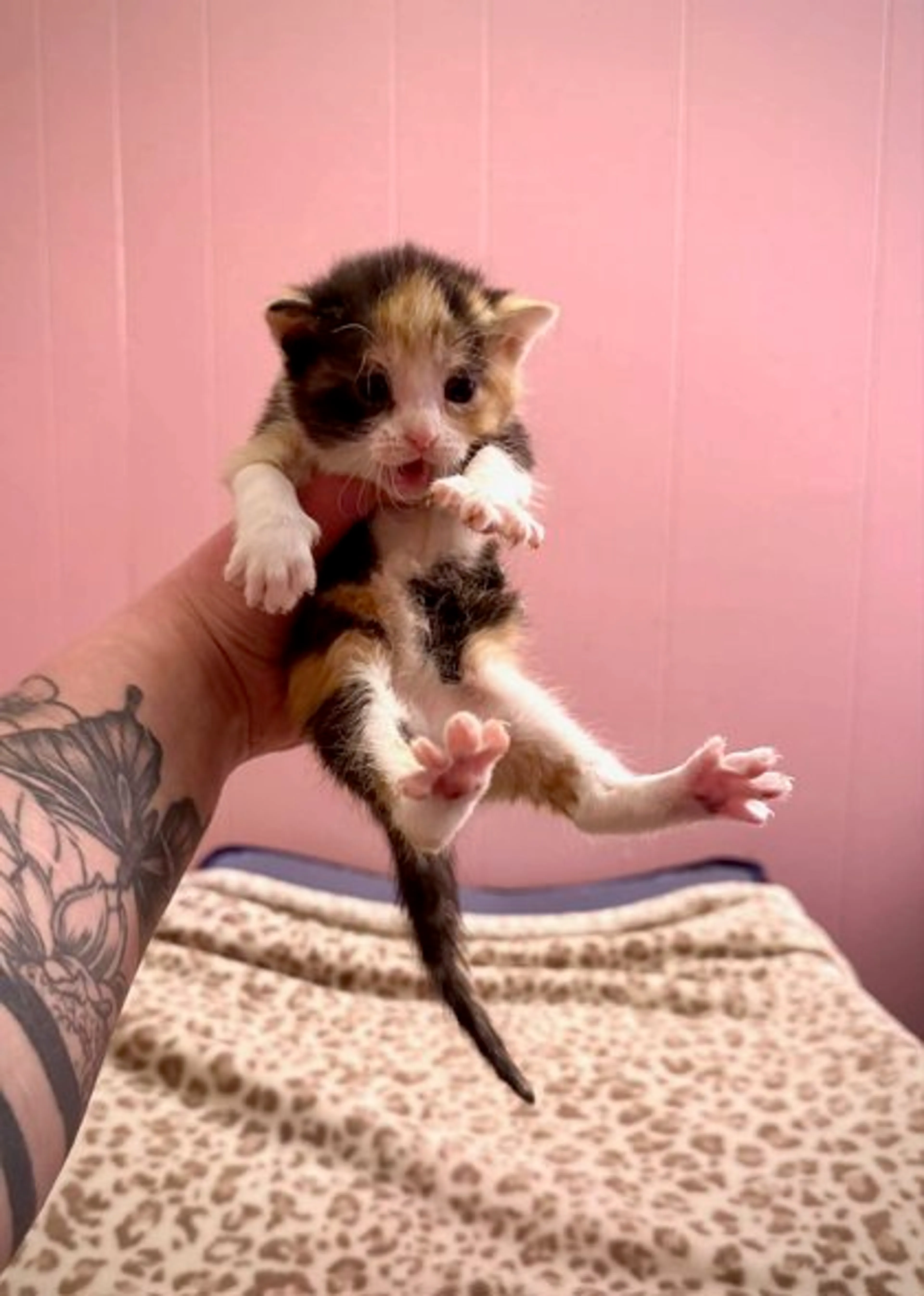Found pet-1