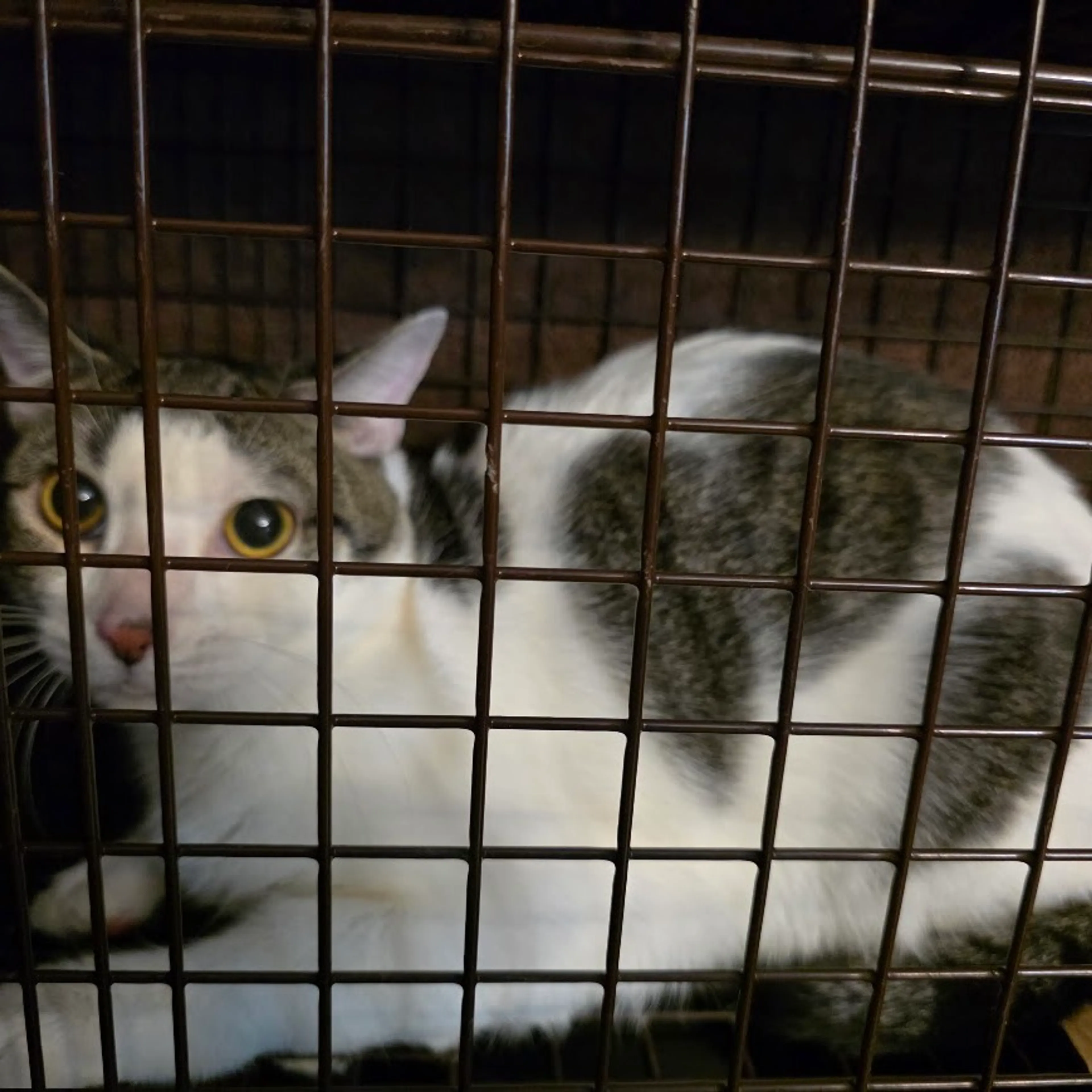 Found pet-1