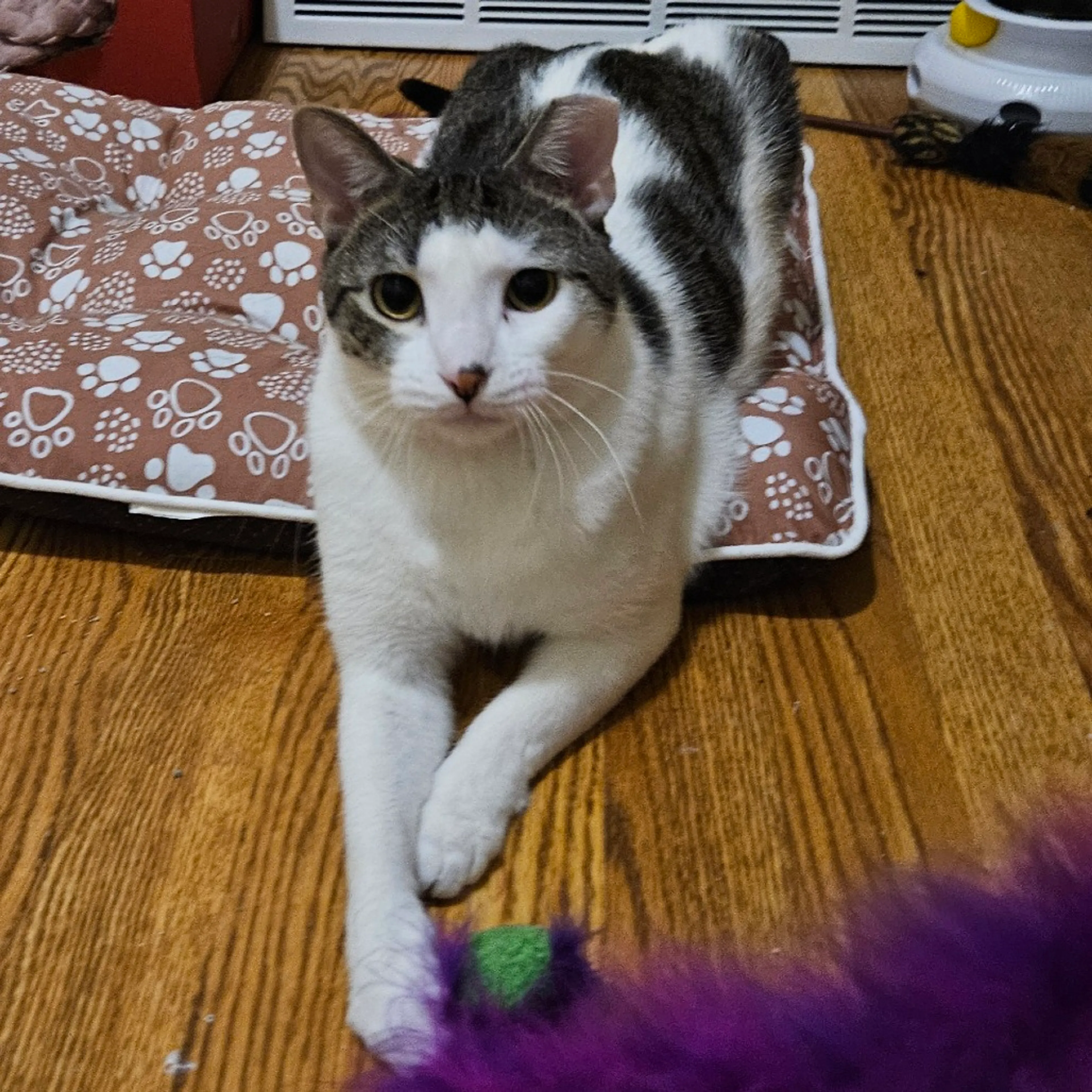 Found pet-0