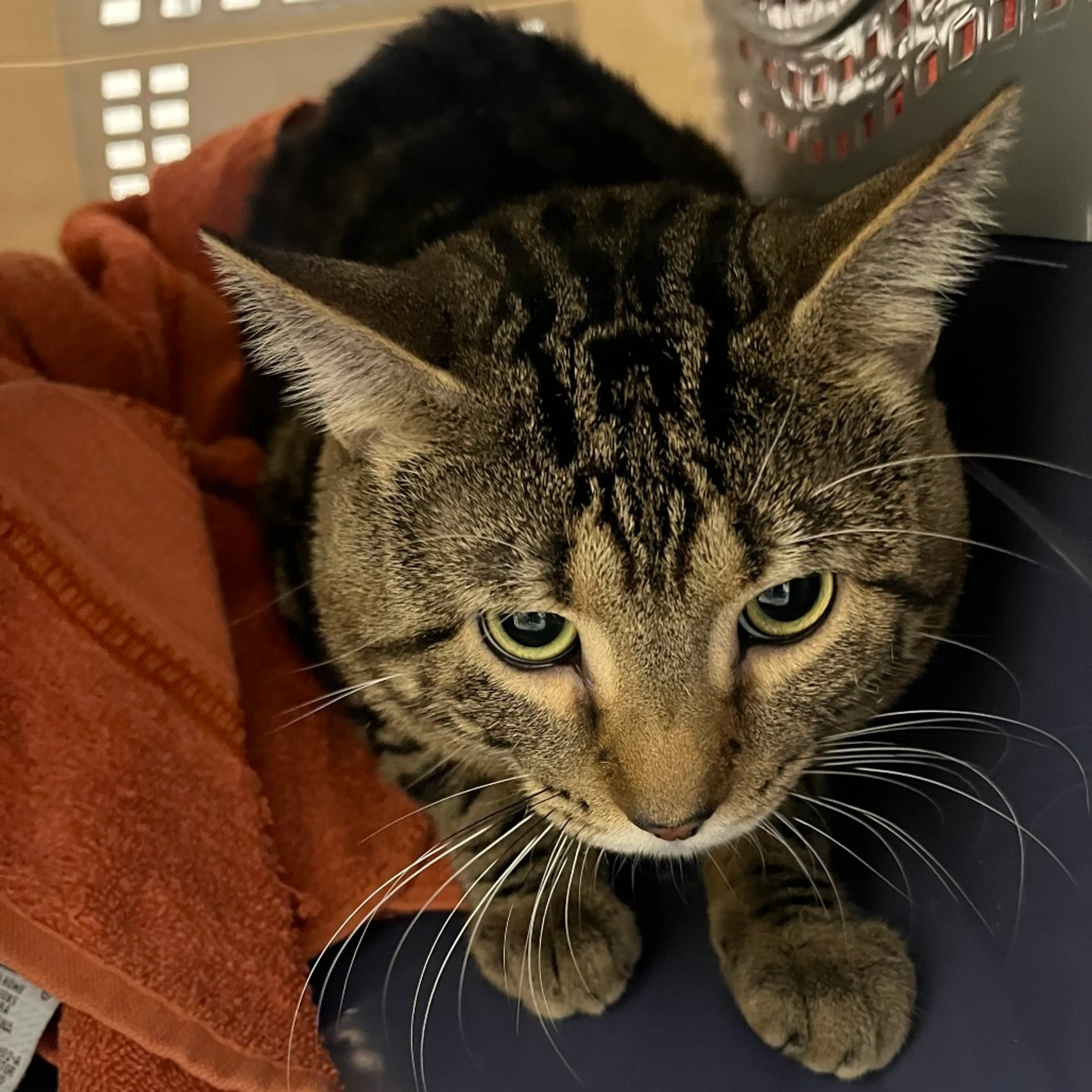 Found pet