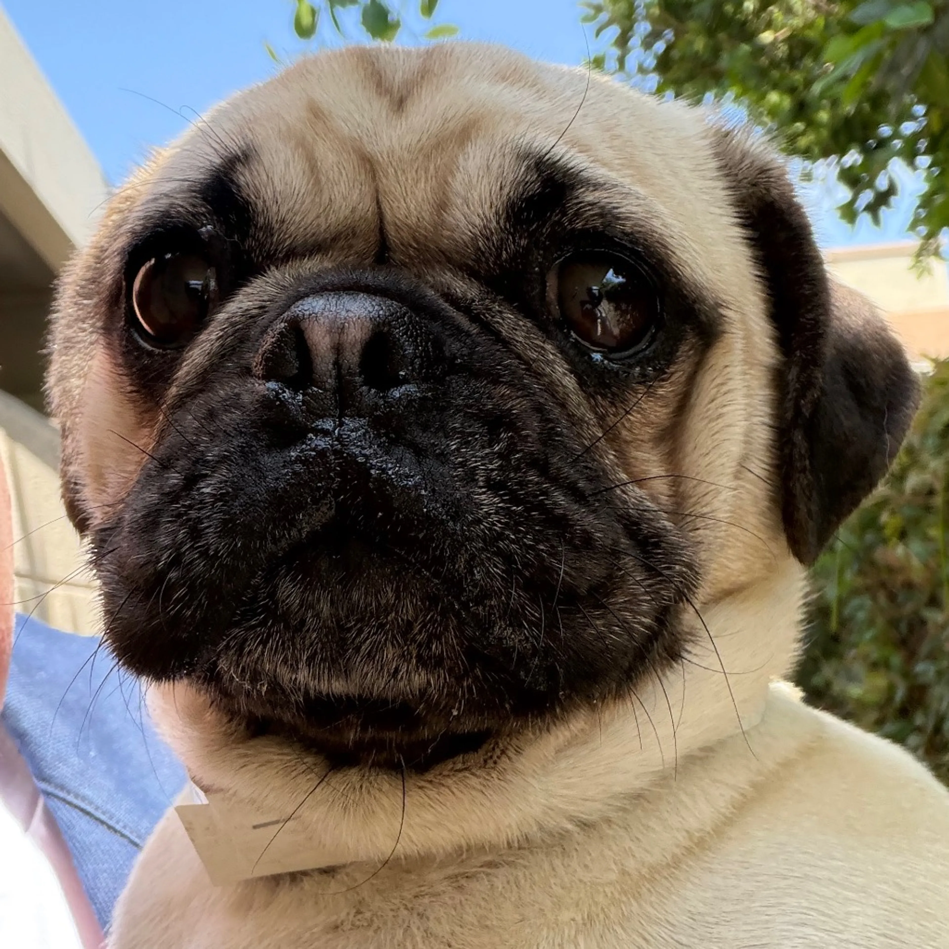 Found pet-1