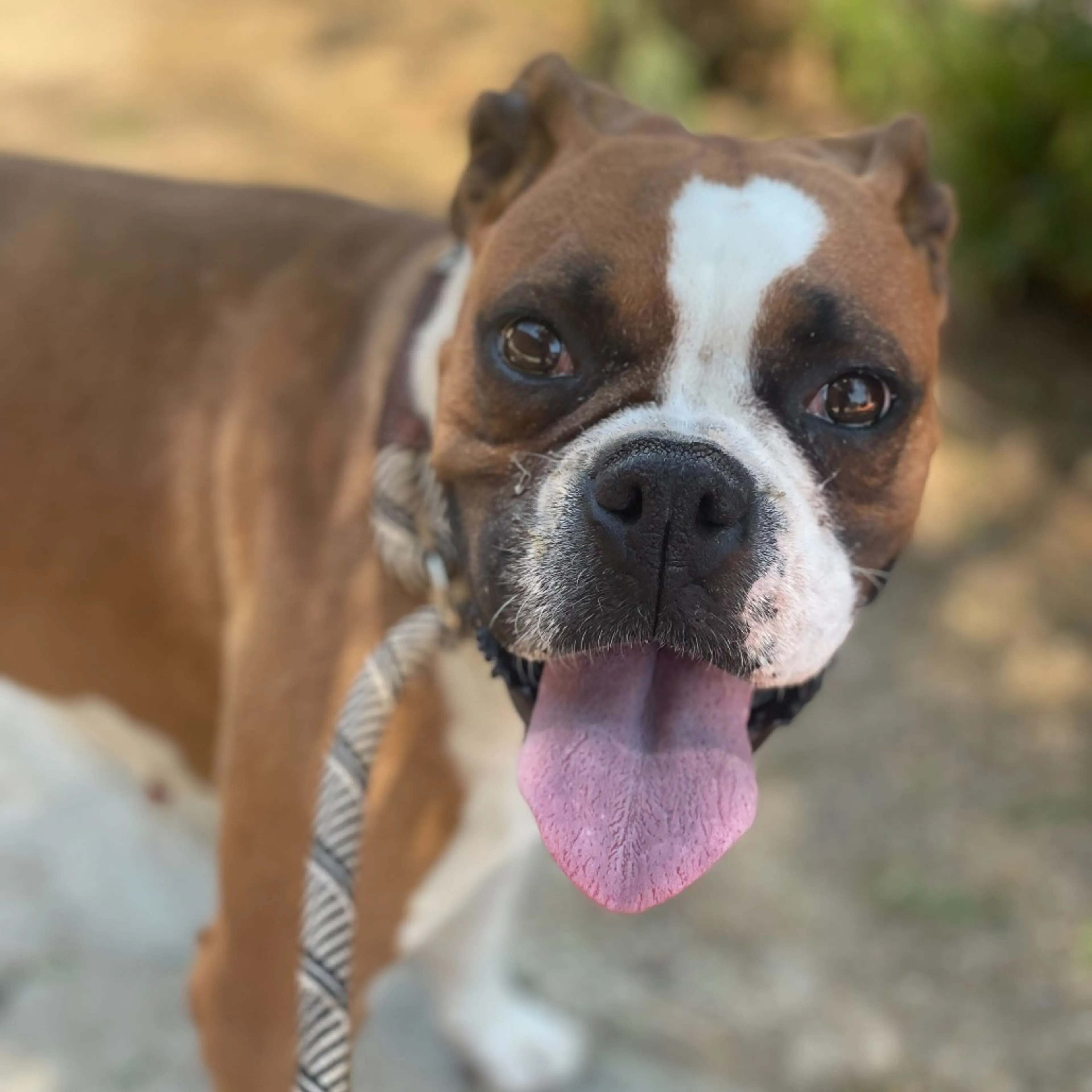 Found pet