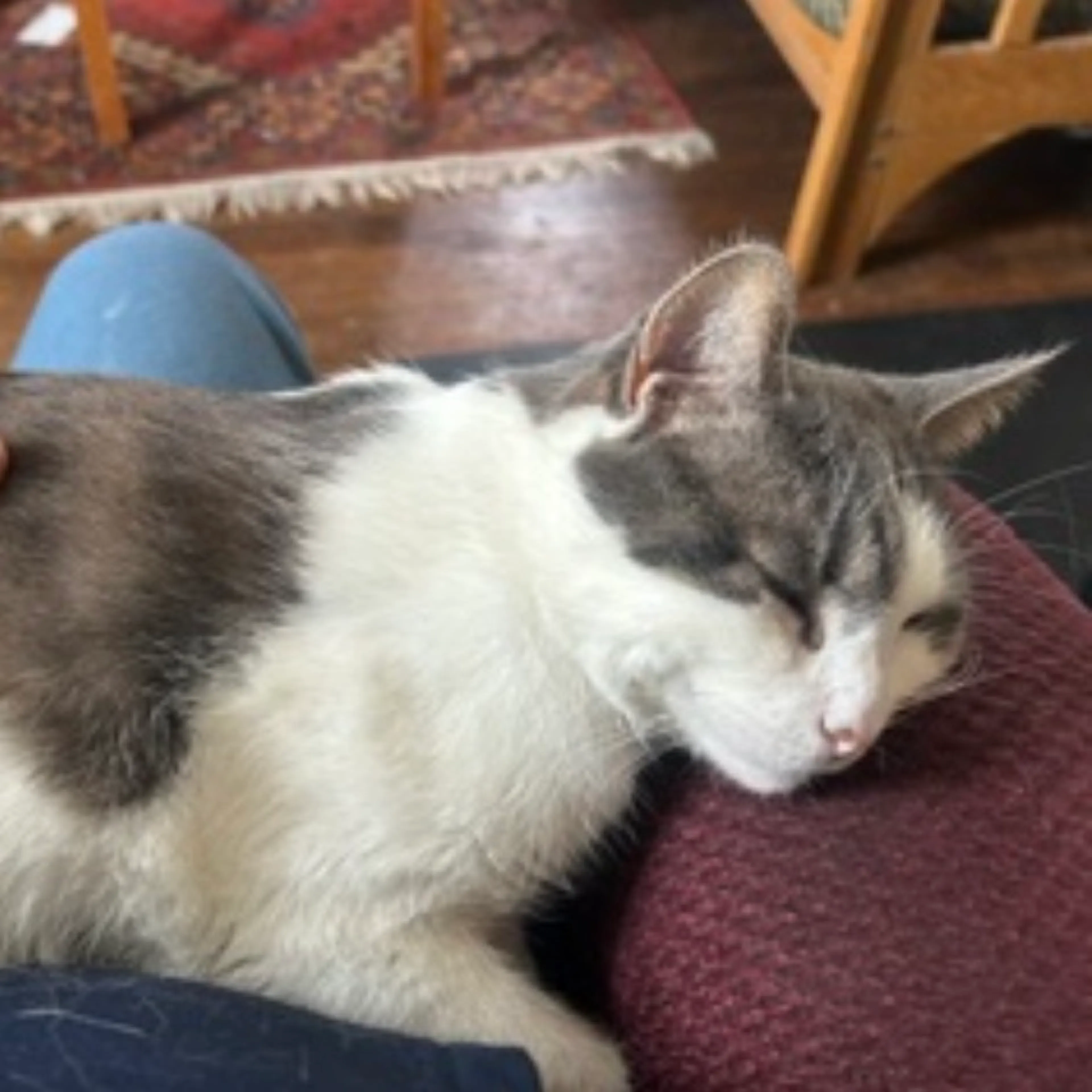 Found pet-4
