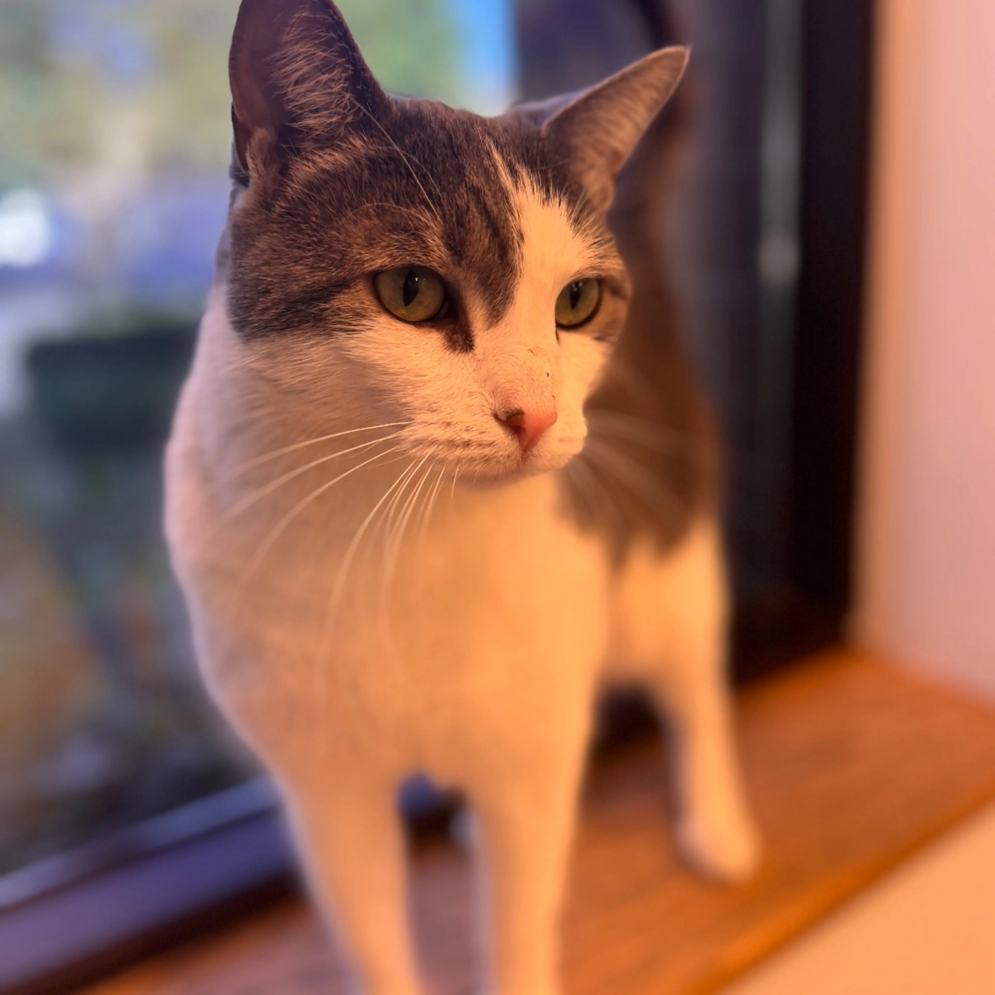 Found pet-9