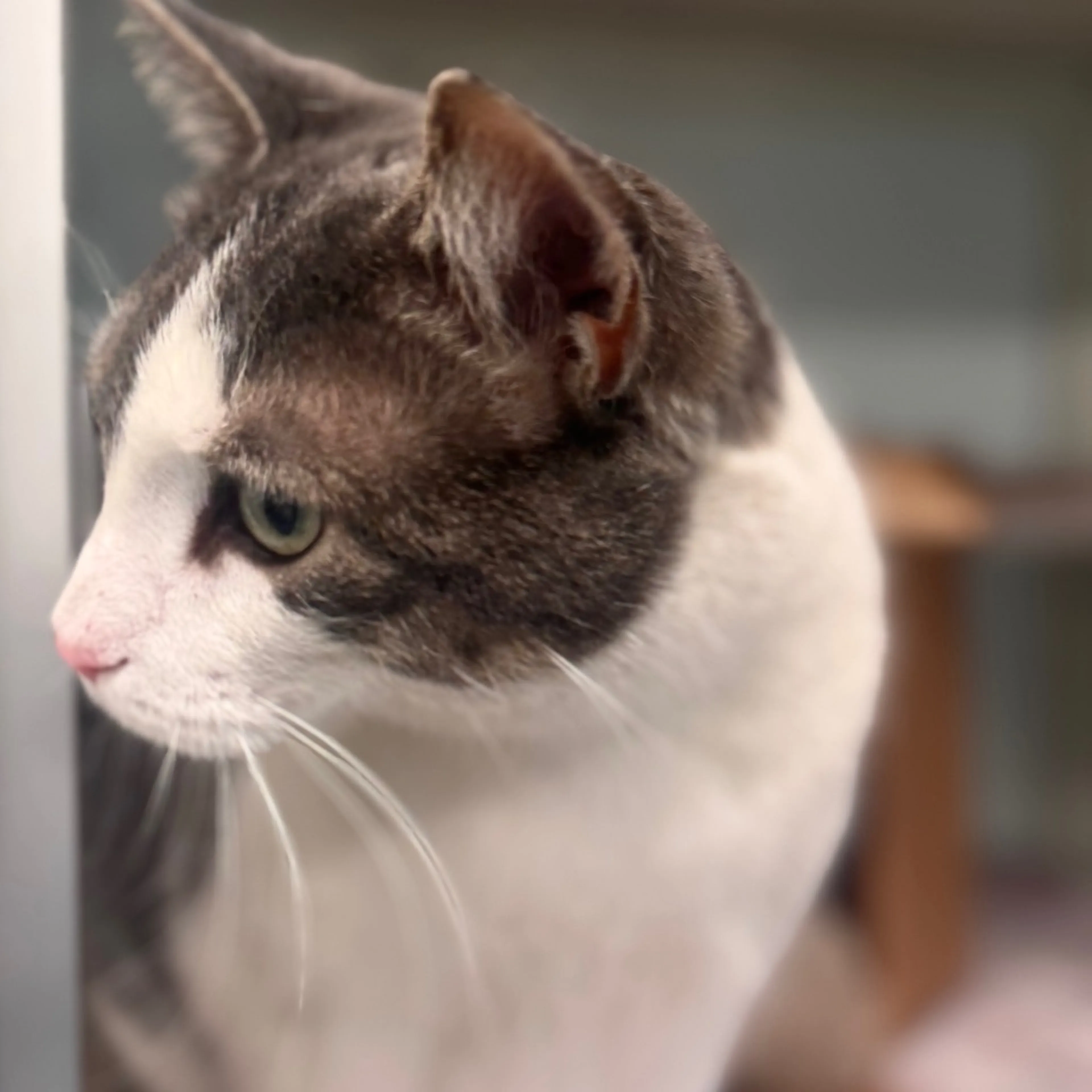 Found pet-1