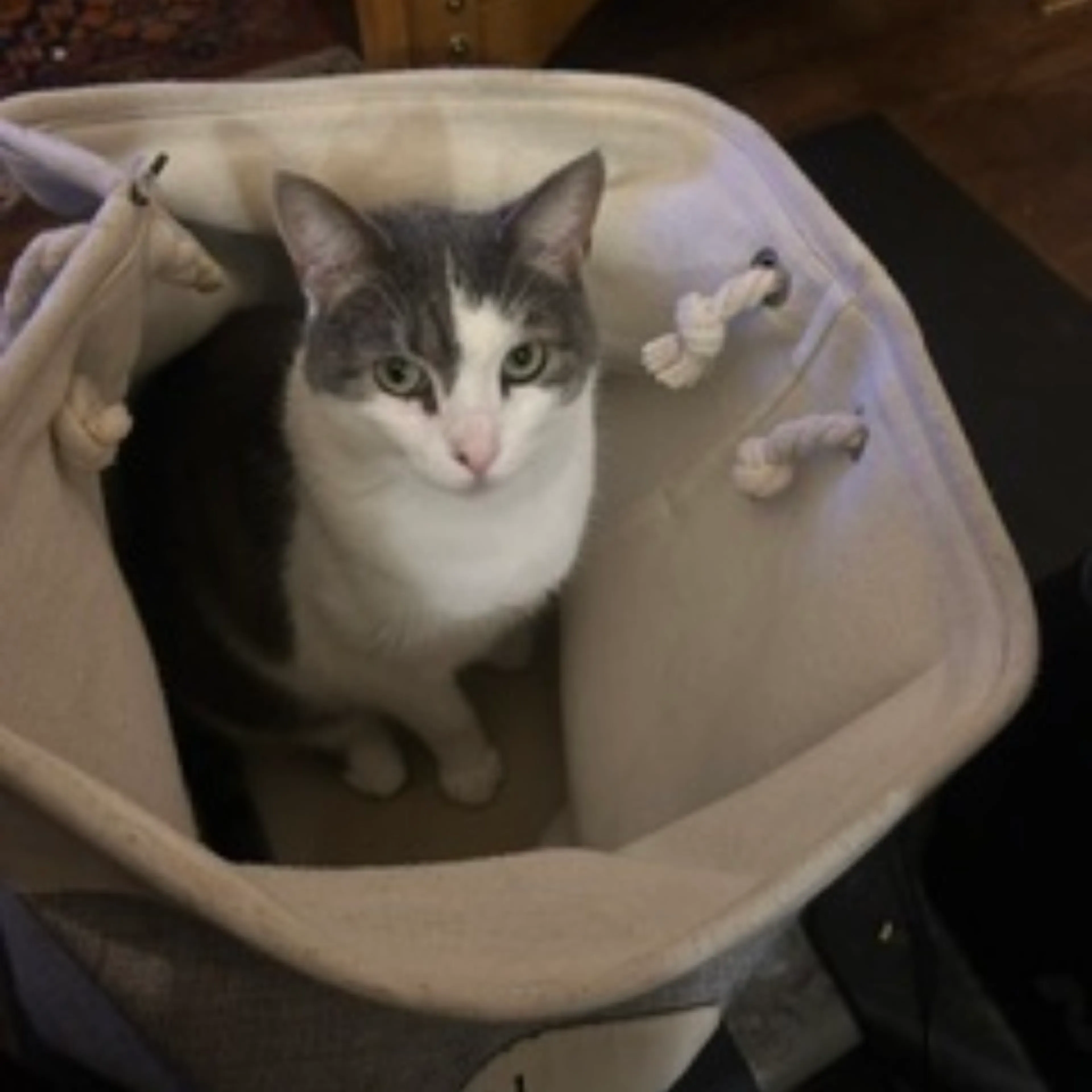 Found pet-3