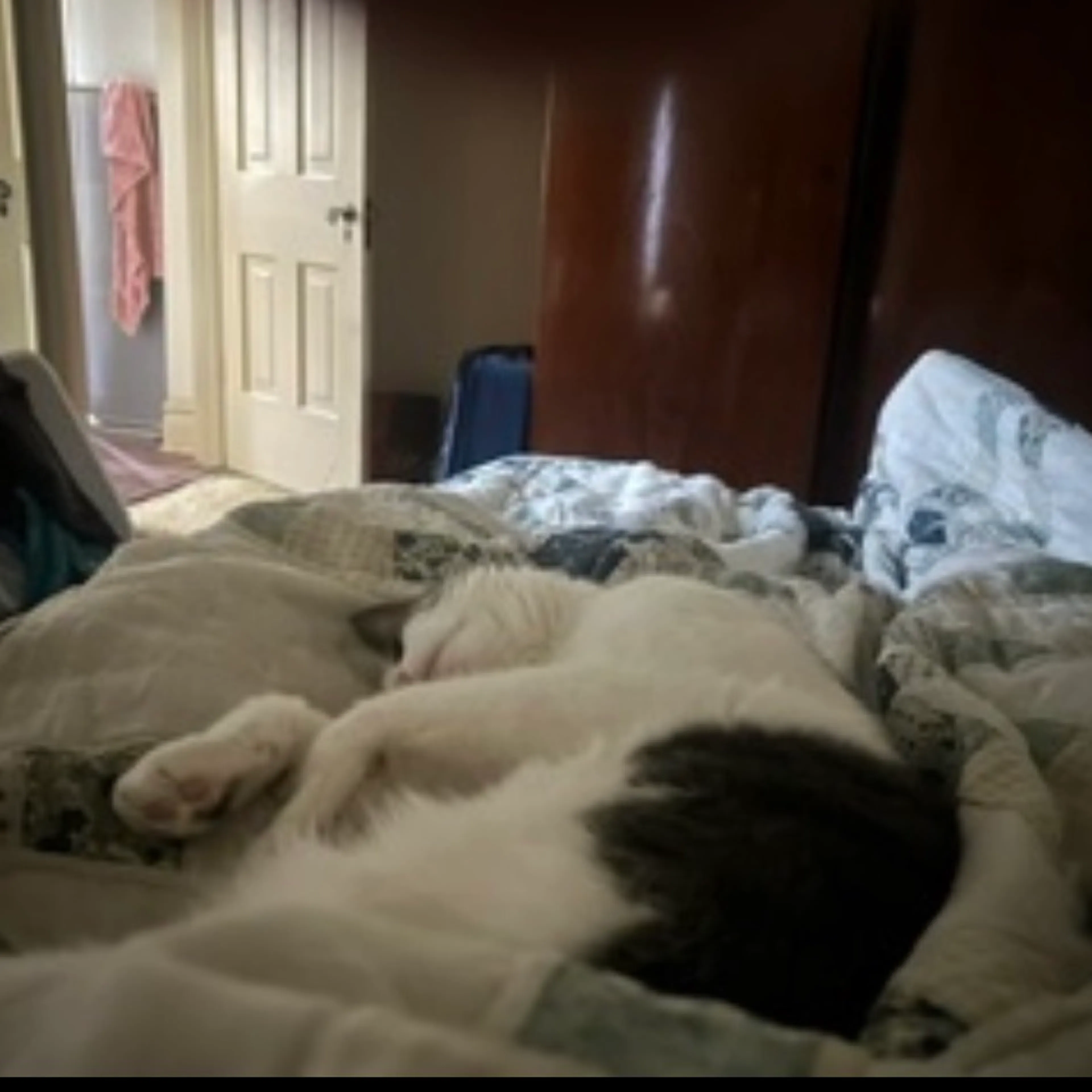 Found pet-6