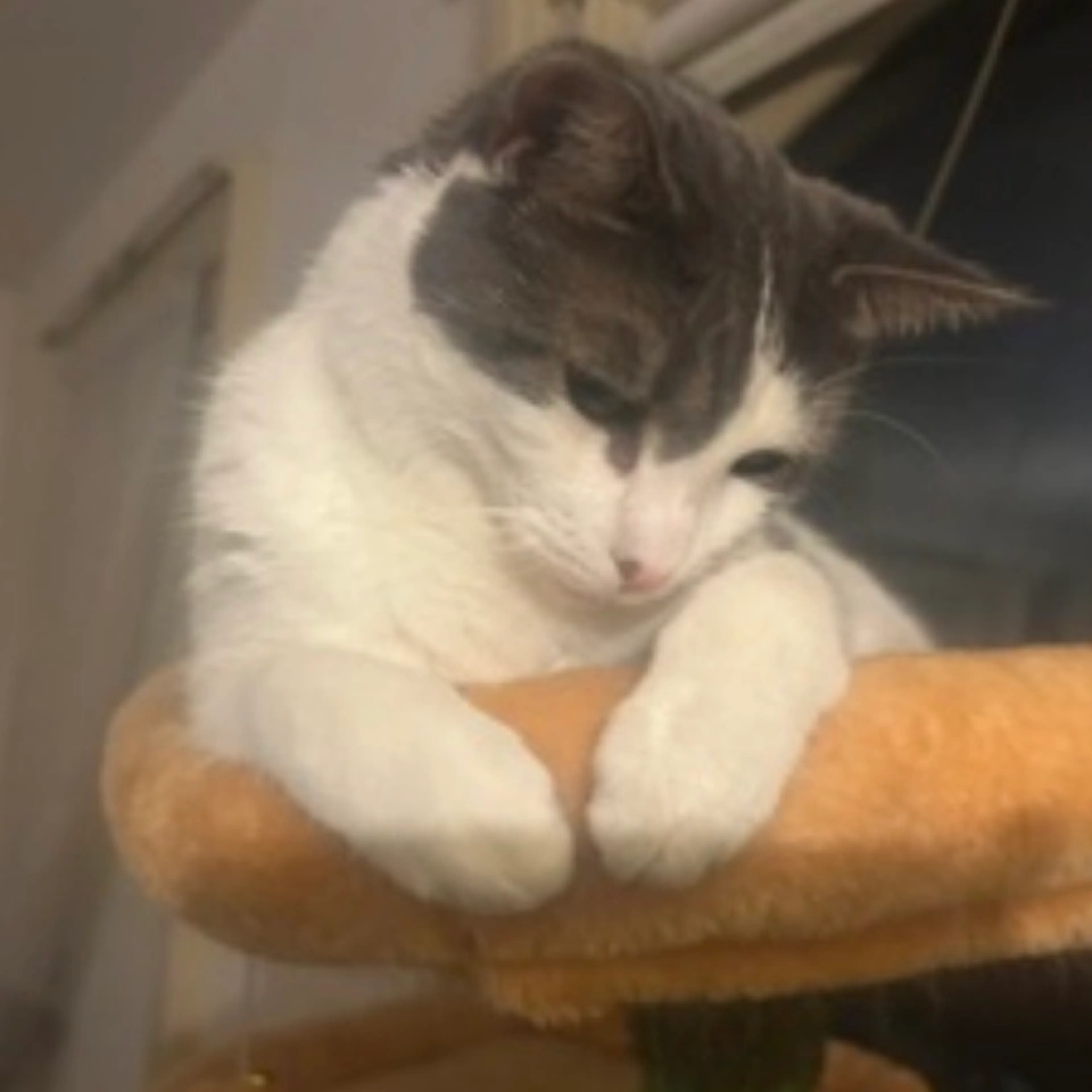 Found pet-5