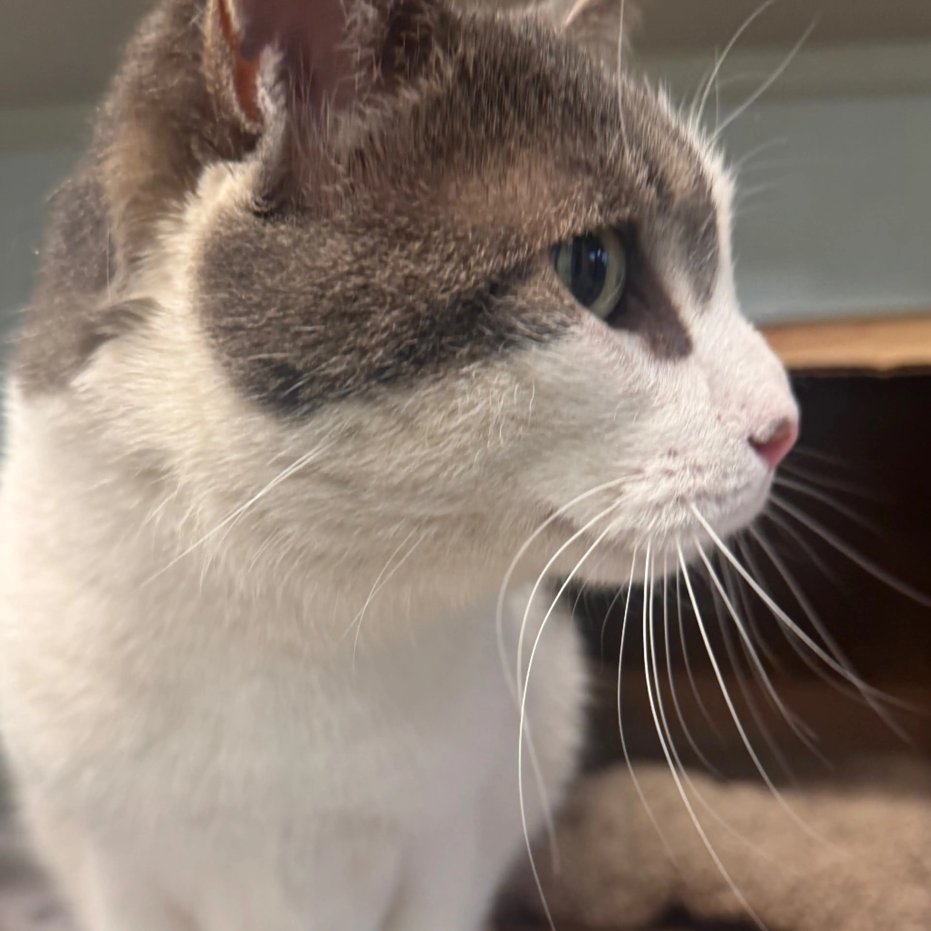 Found pet-2