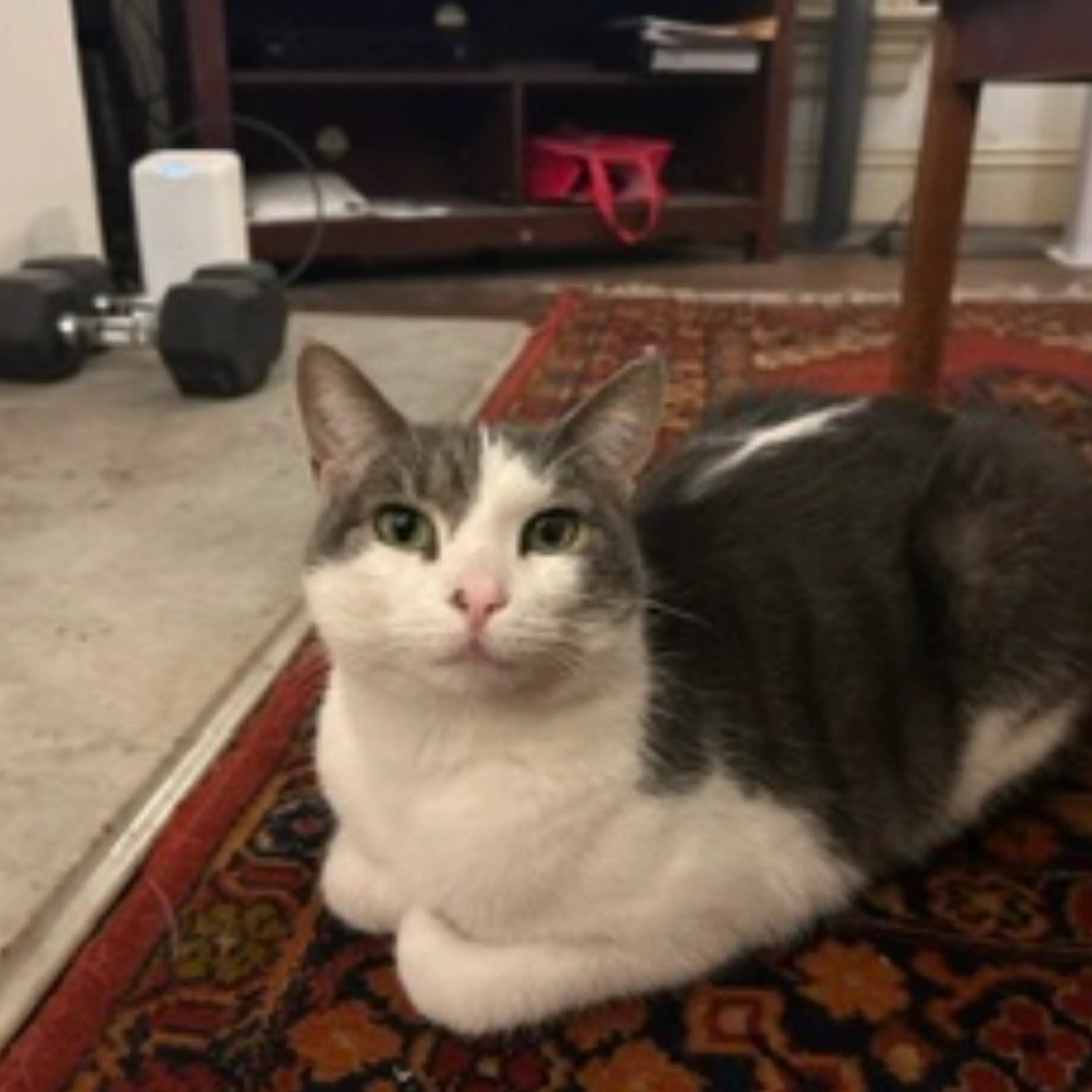 Found pet-7
