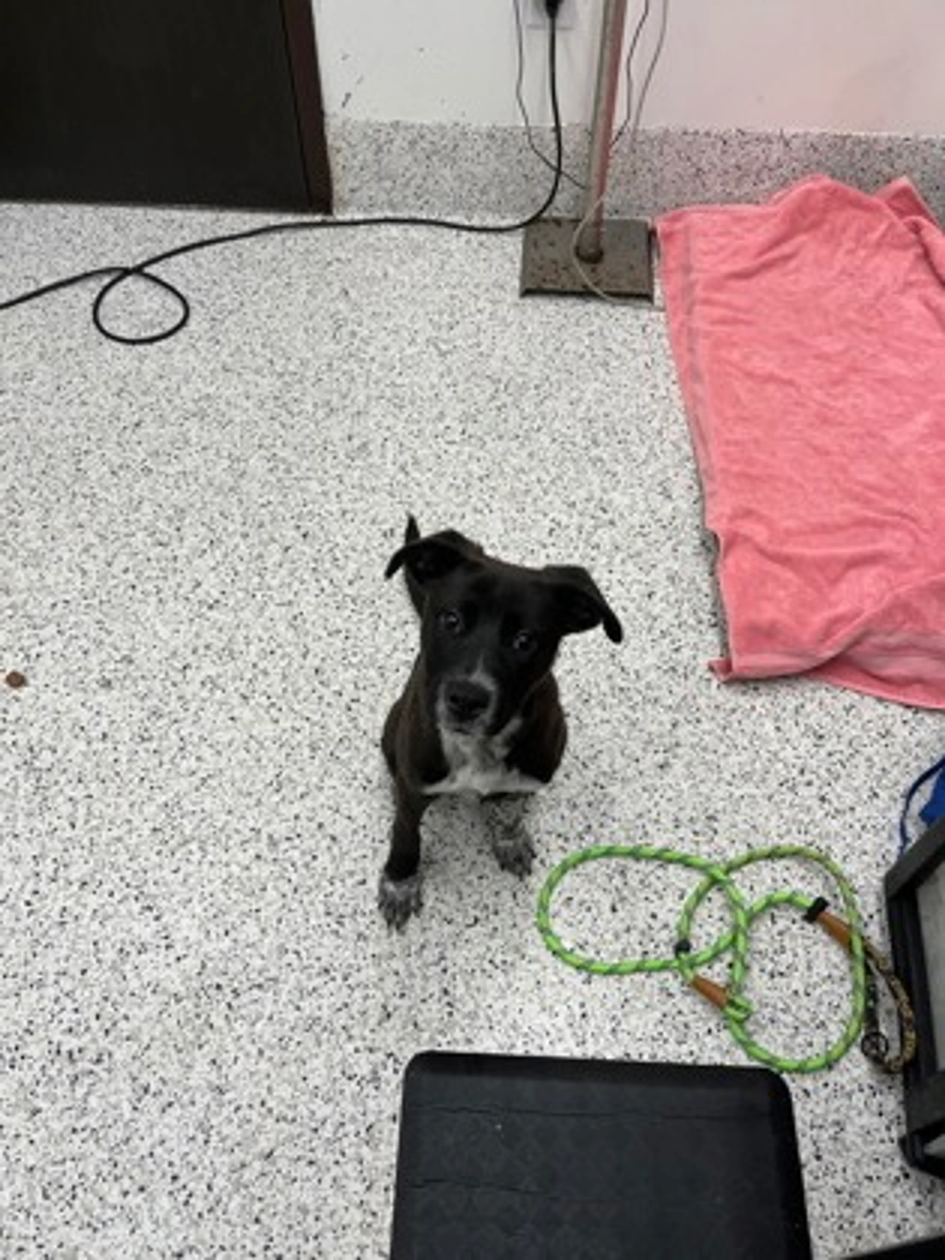 Found pet