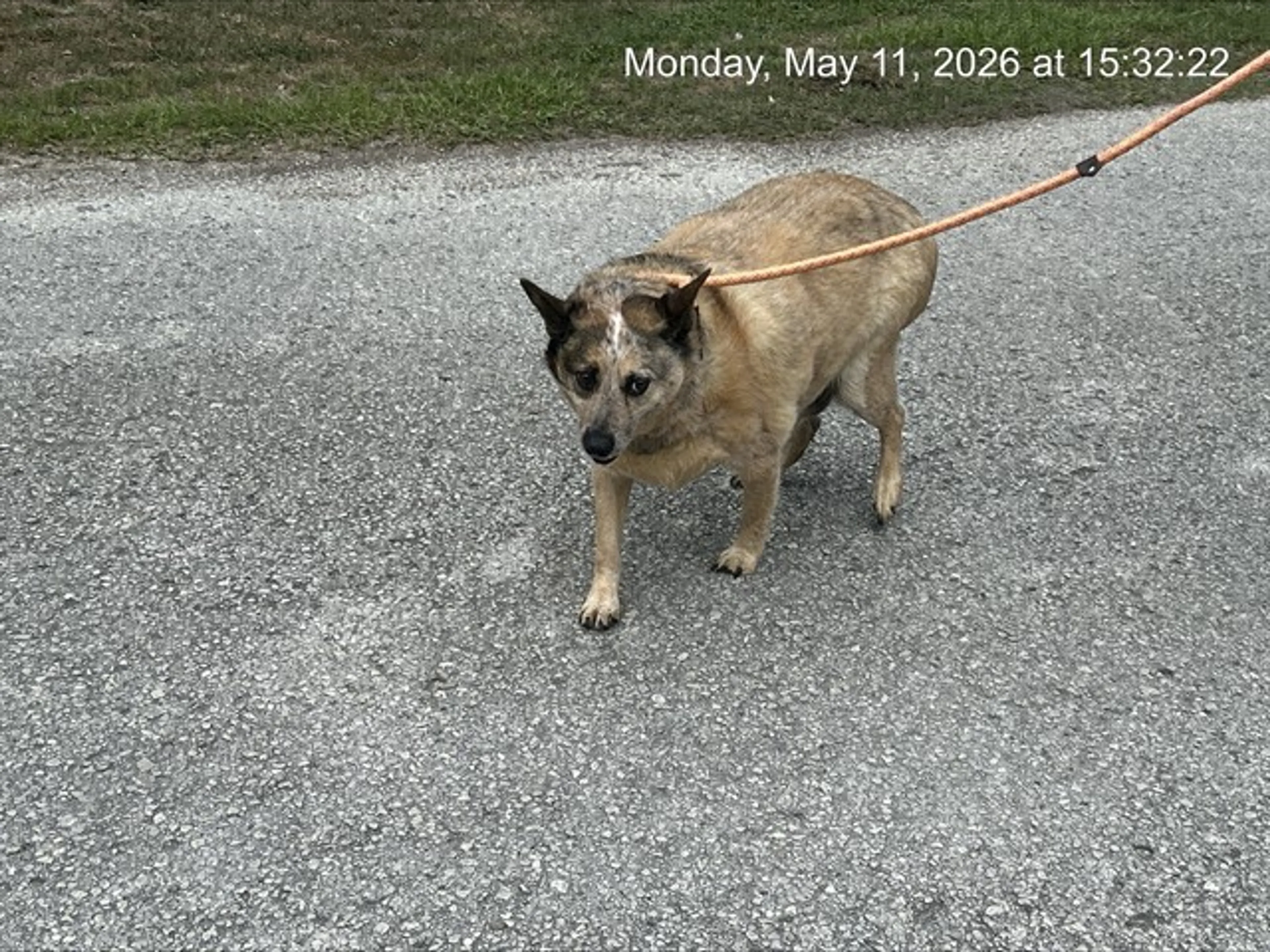 Found pet
