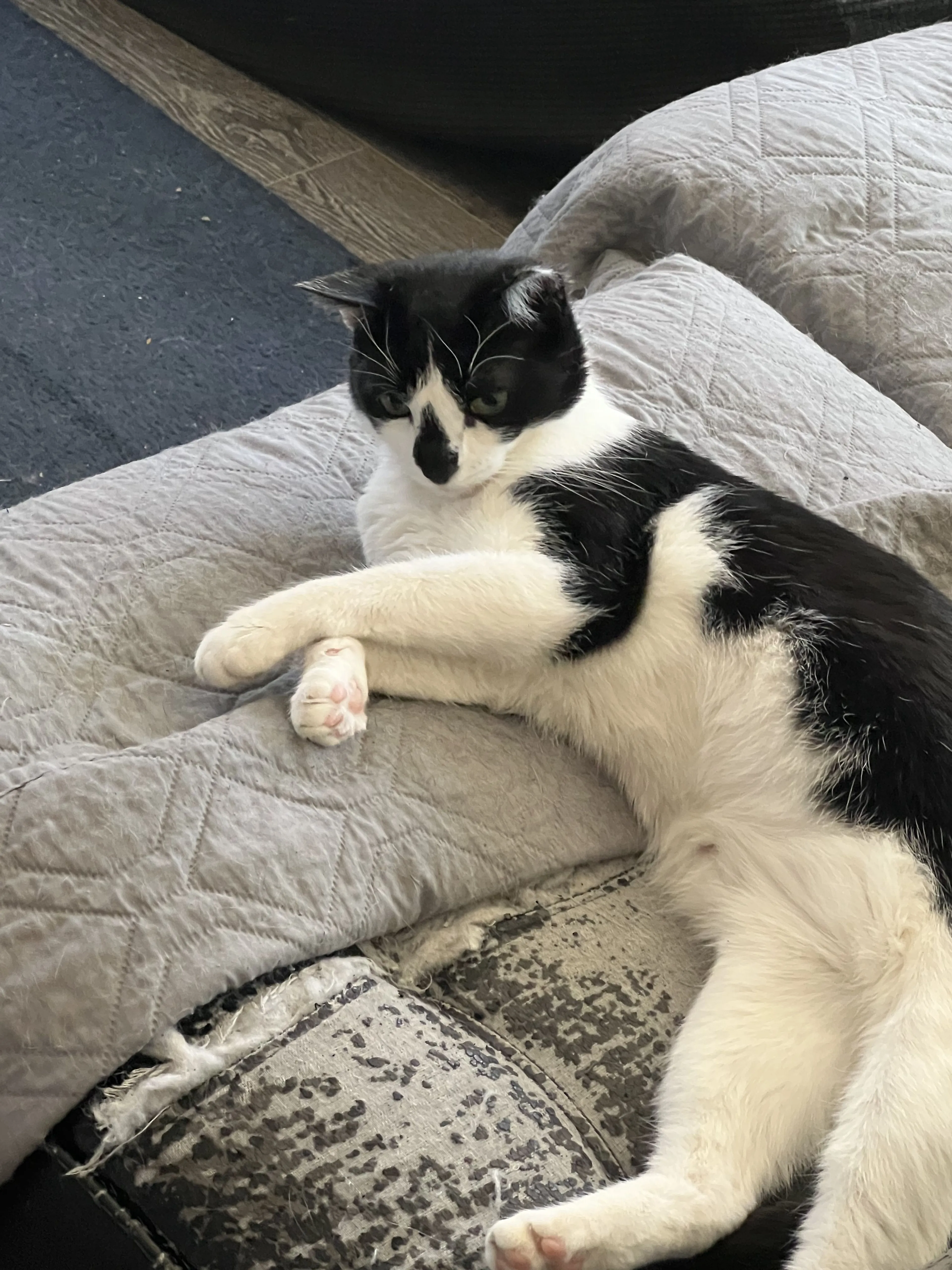 Lost pet-2