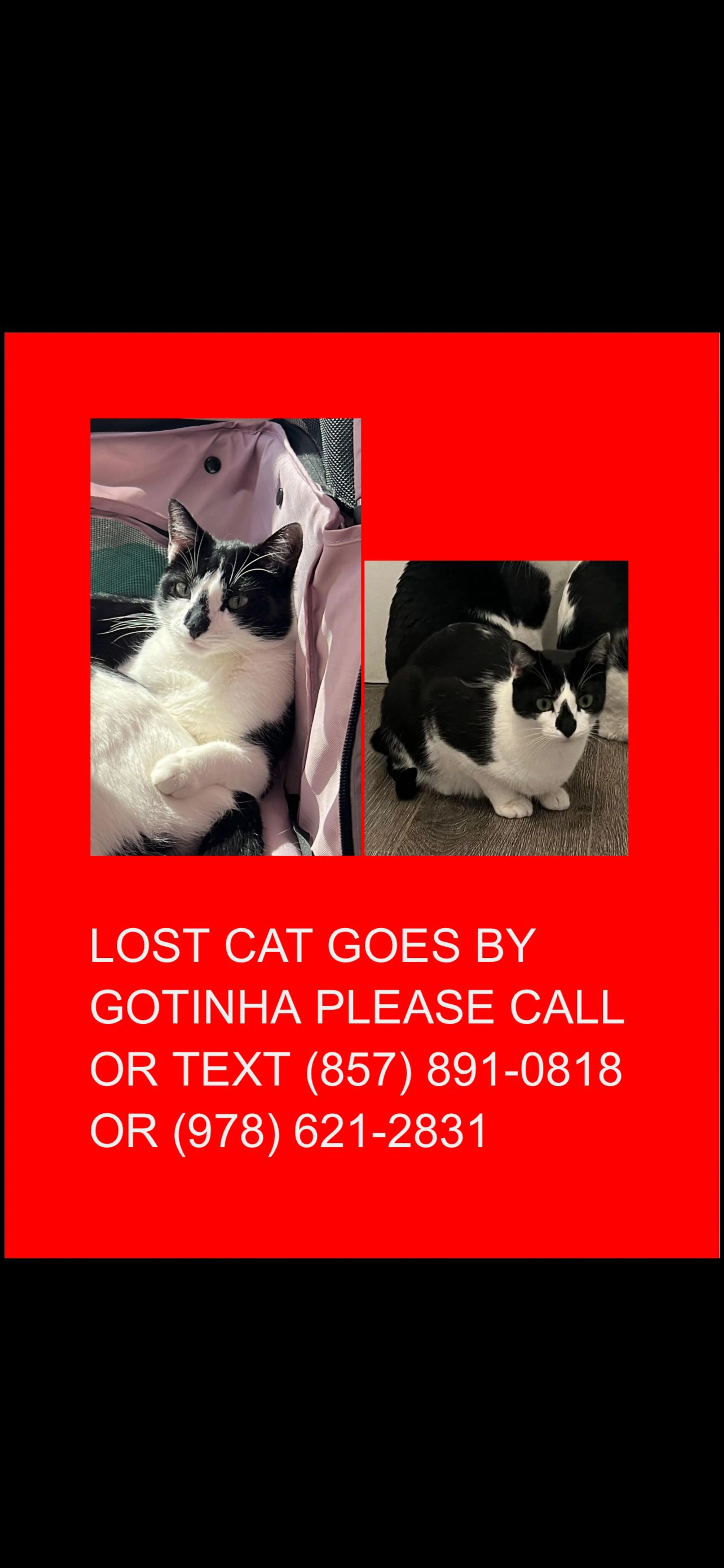 Lost pet-0
