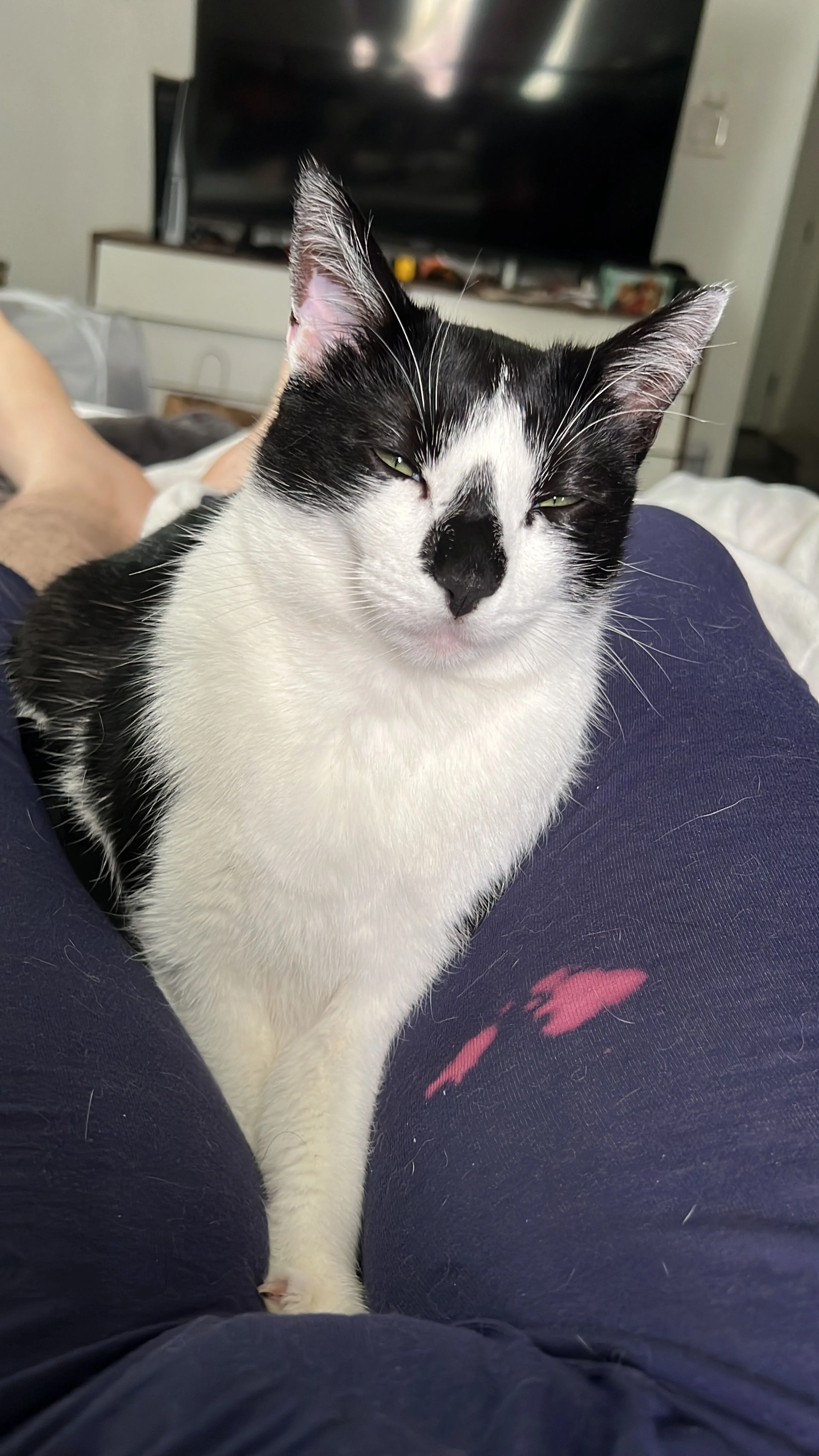 Lost pet-4