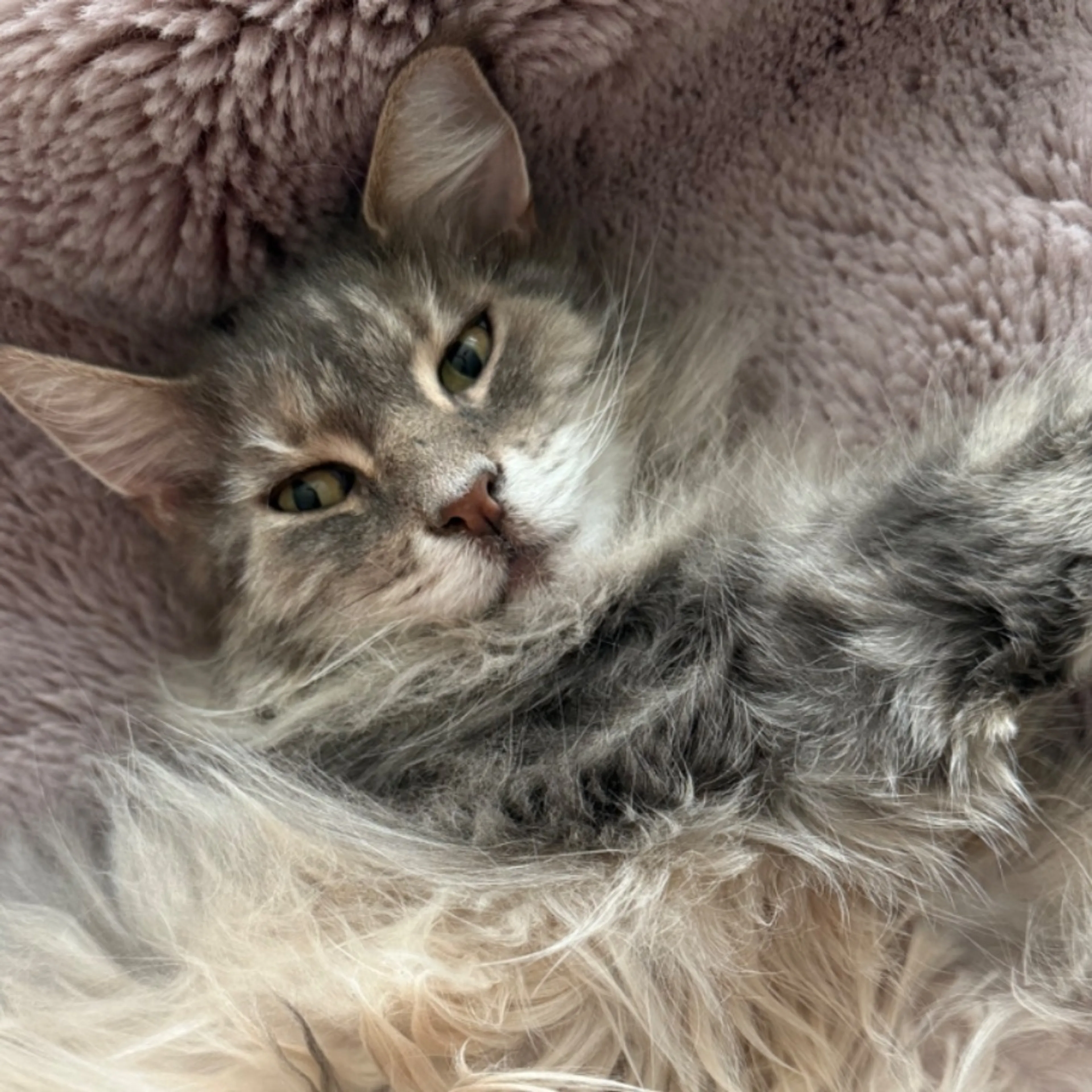 Lost pet