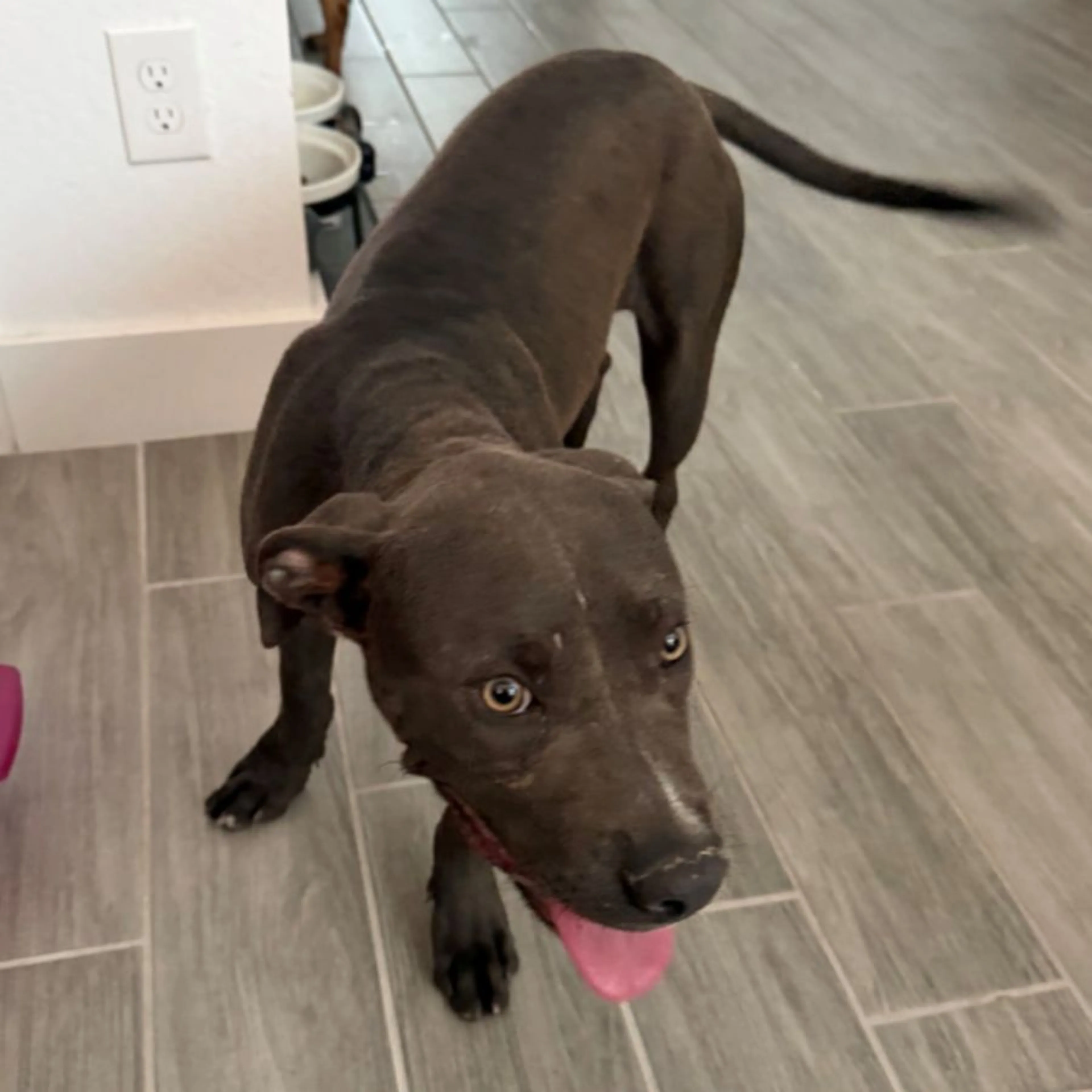 Found pet
