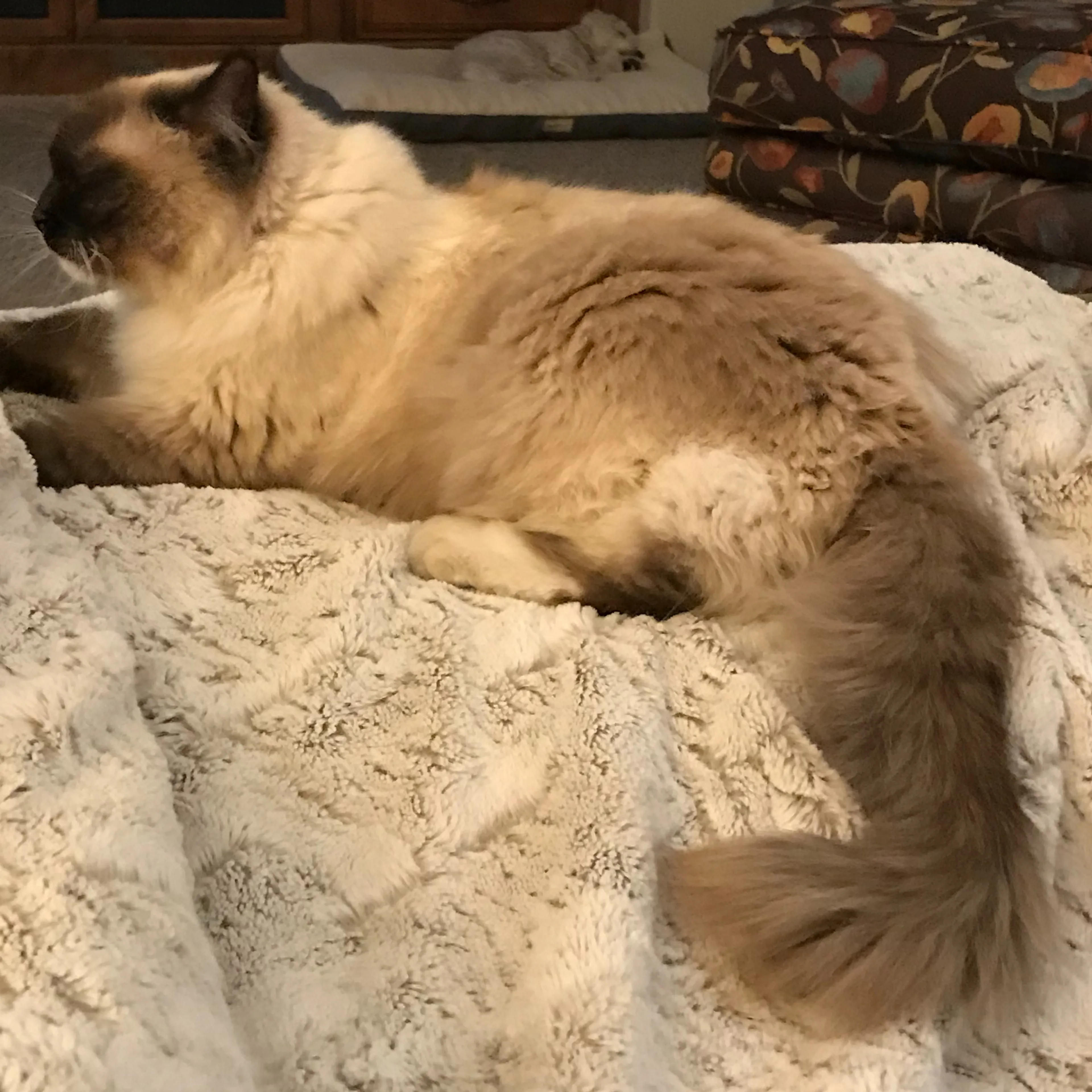 Lost pet-1