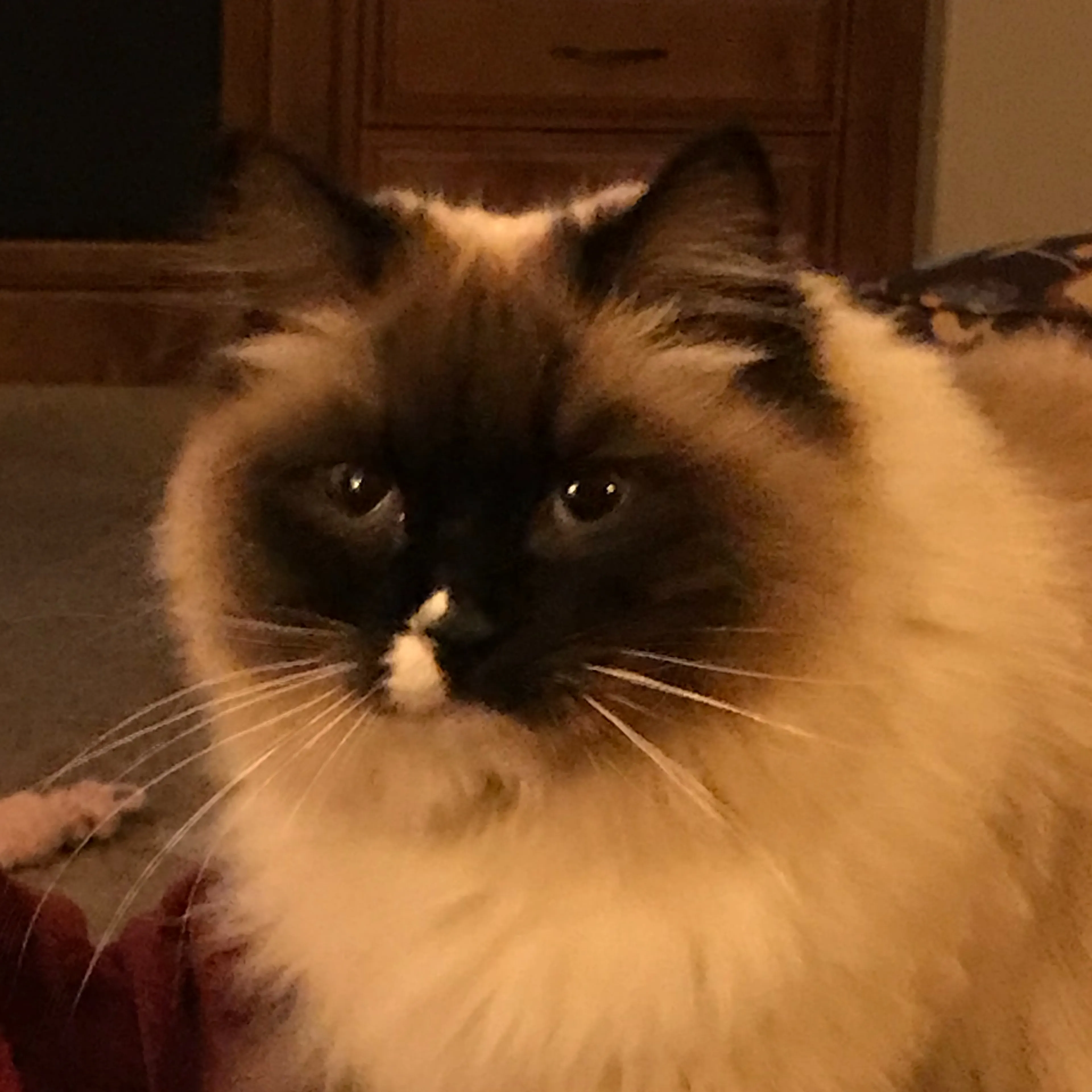 Lost pet-3
