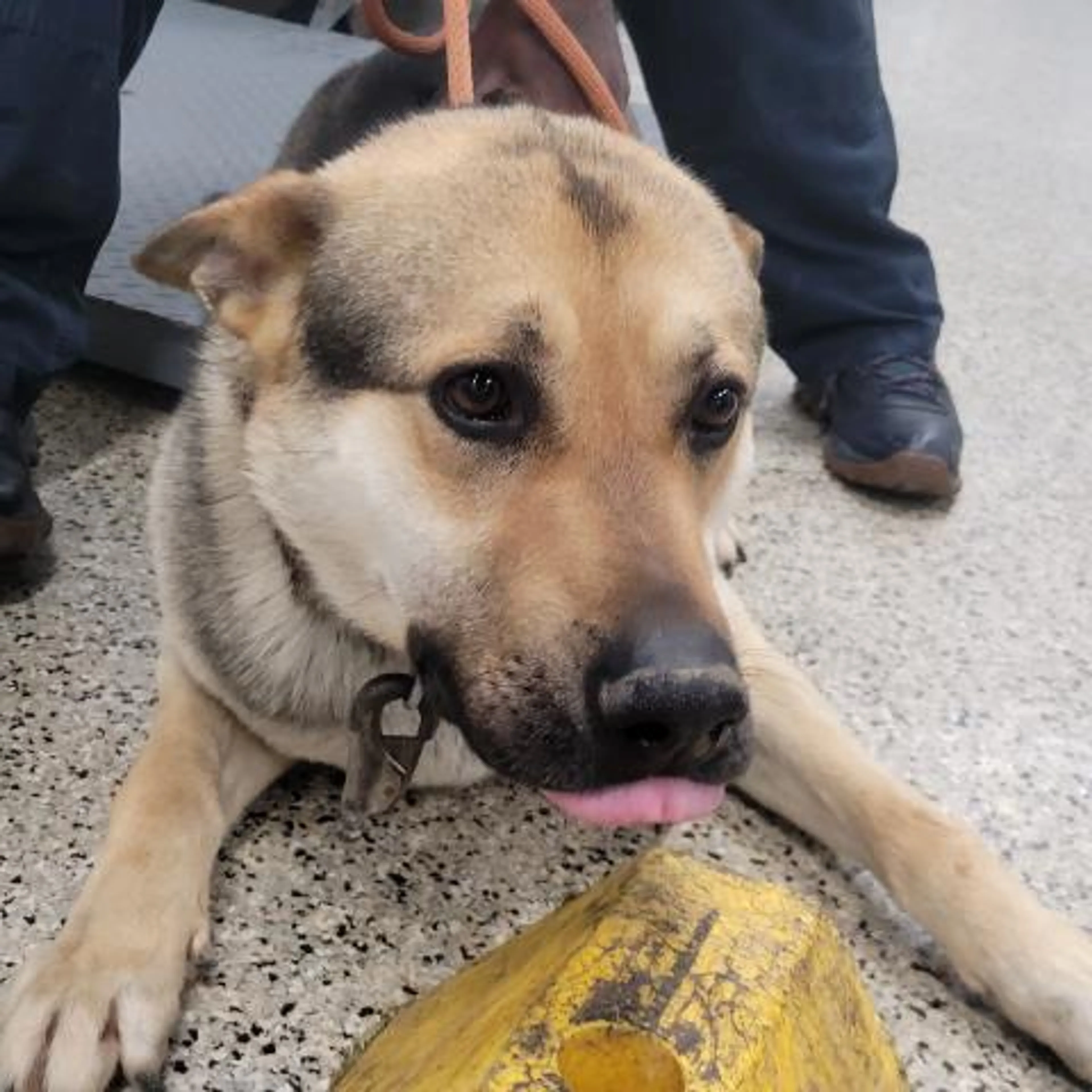 Found pet