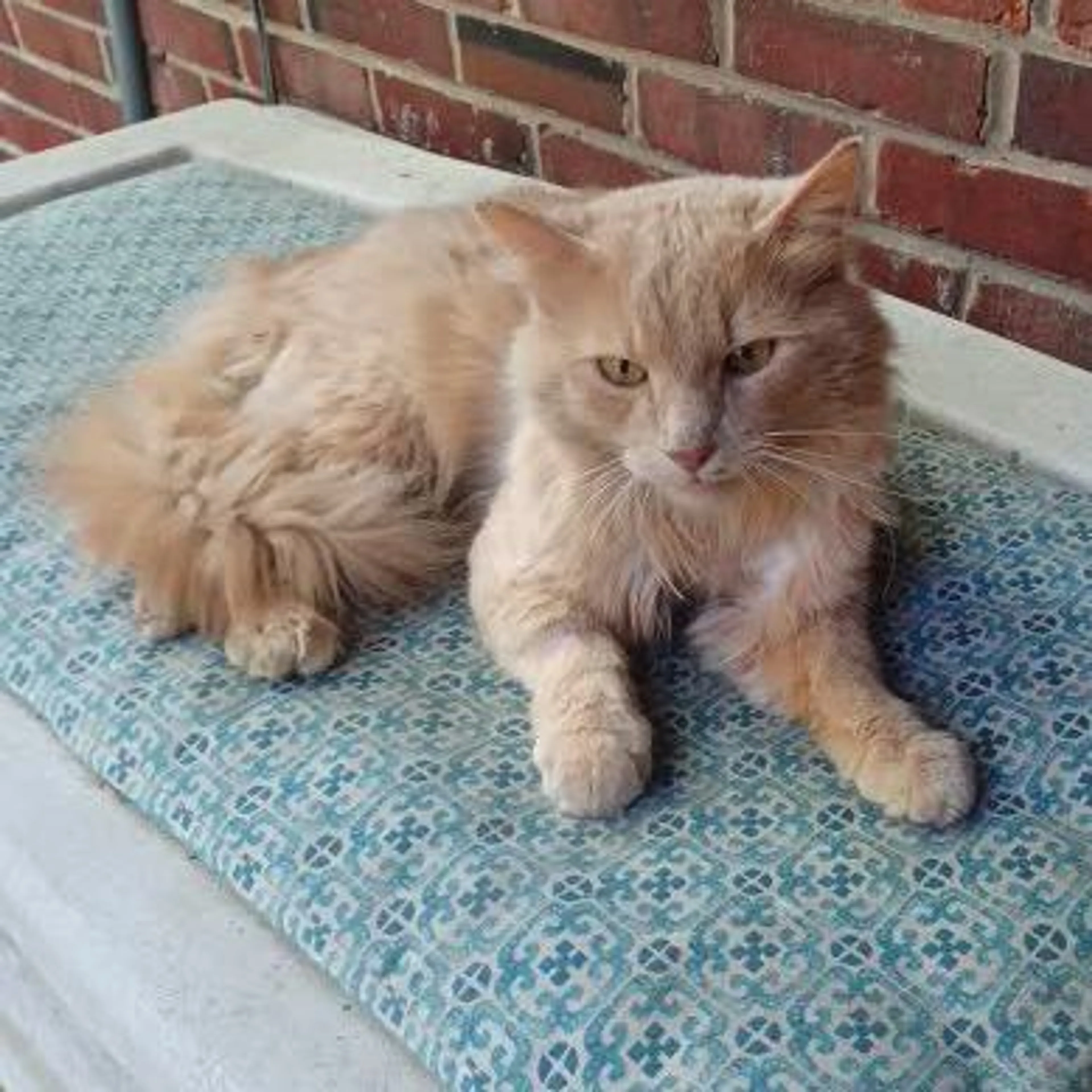 Found pet