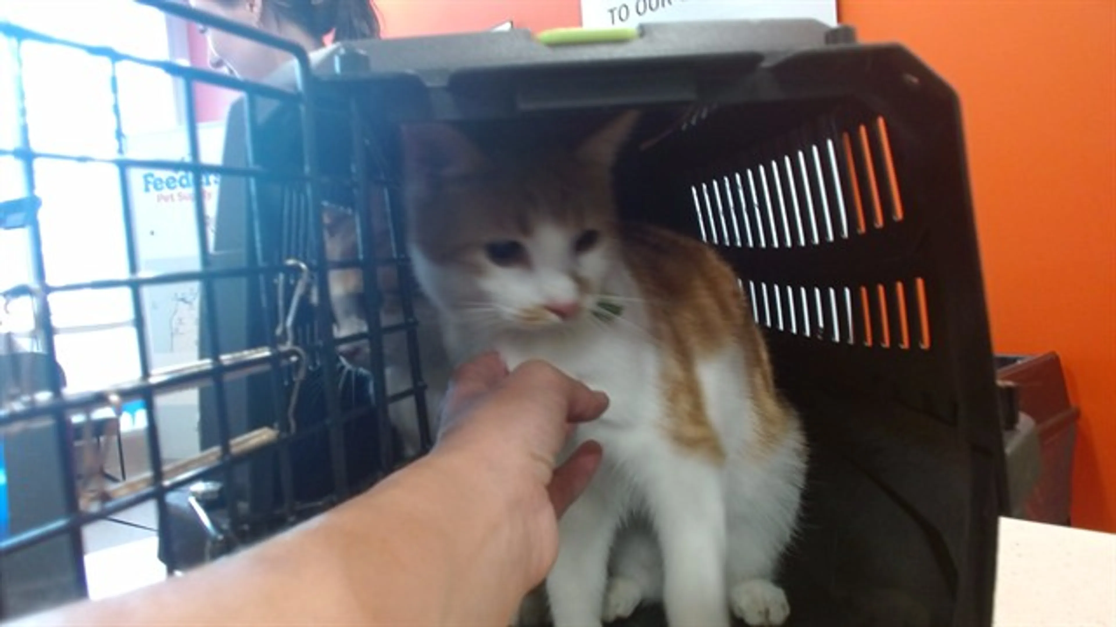 Found pet