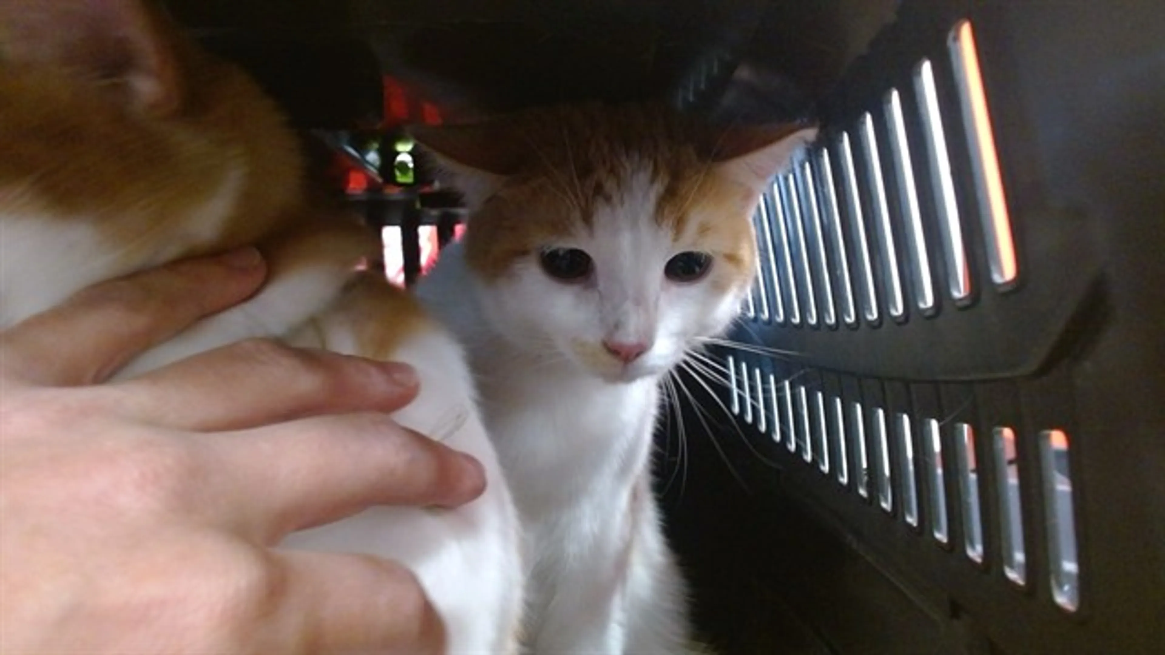 Found pet