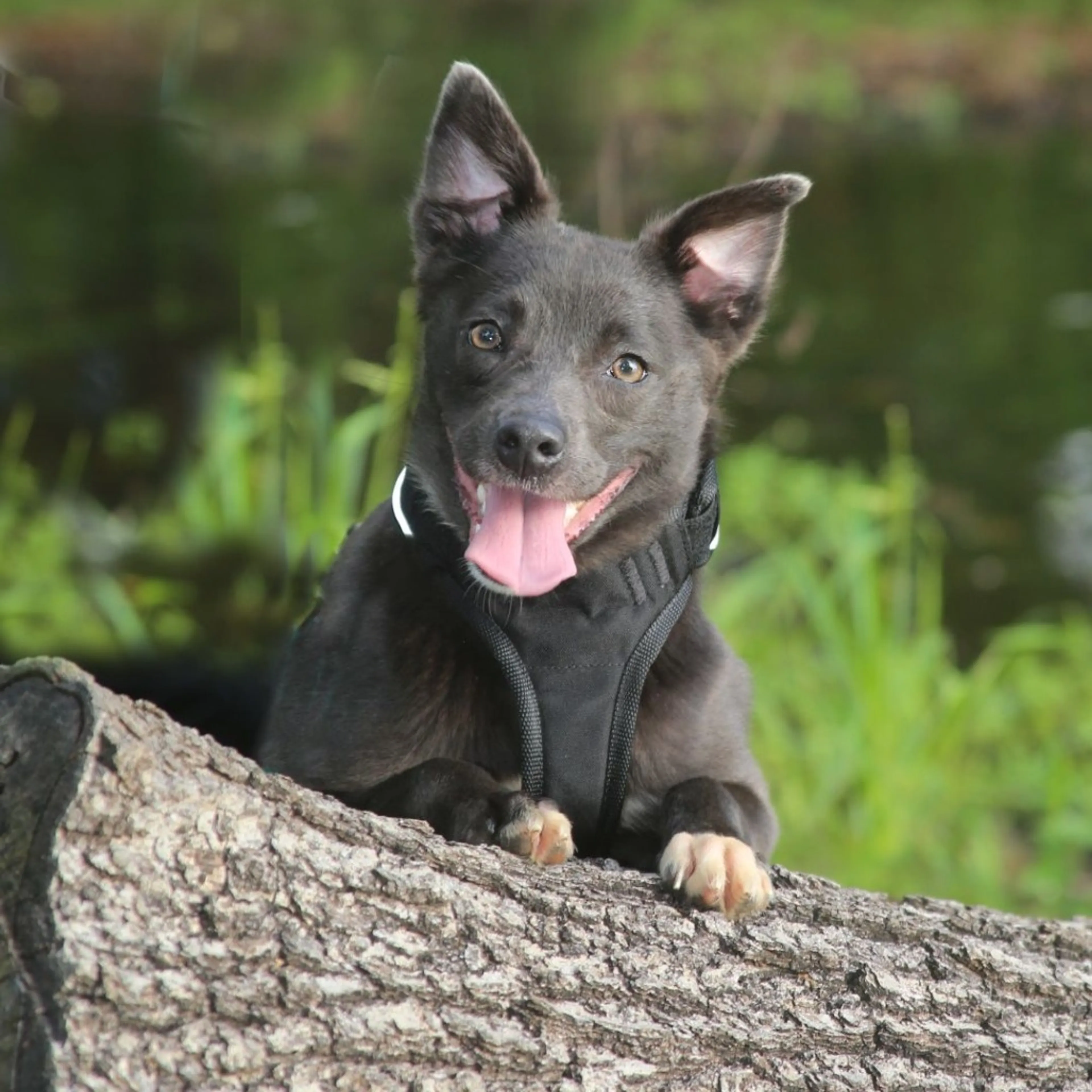 Found pet-3