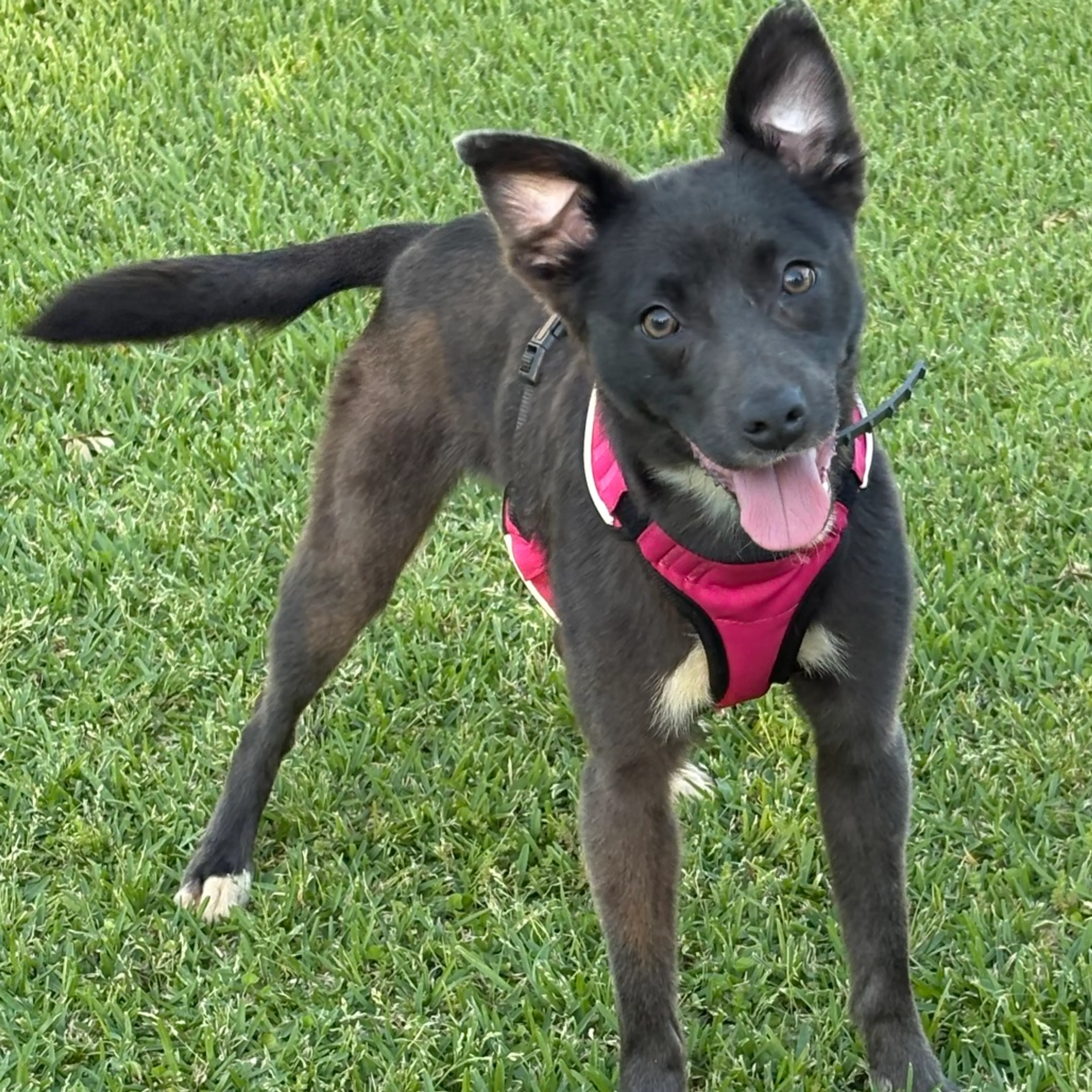 Found pet-1