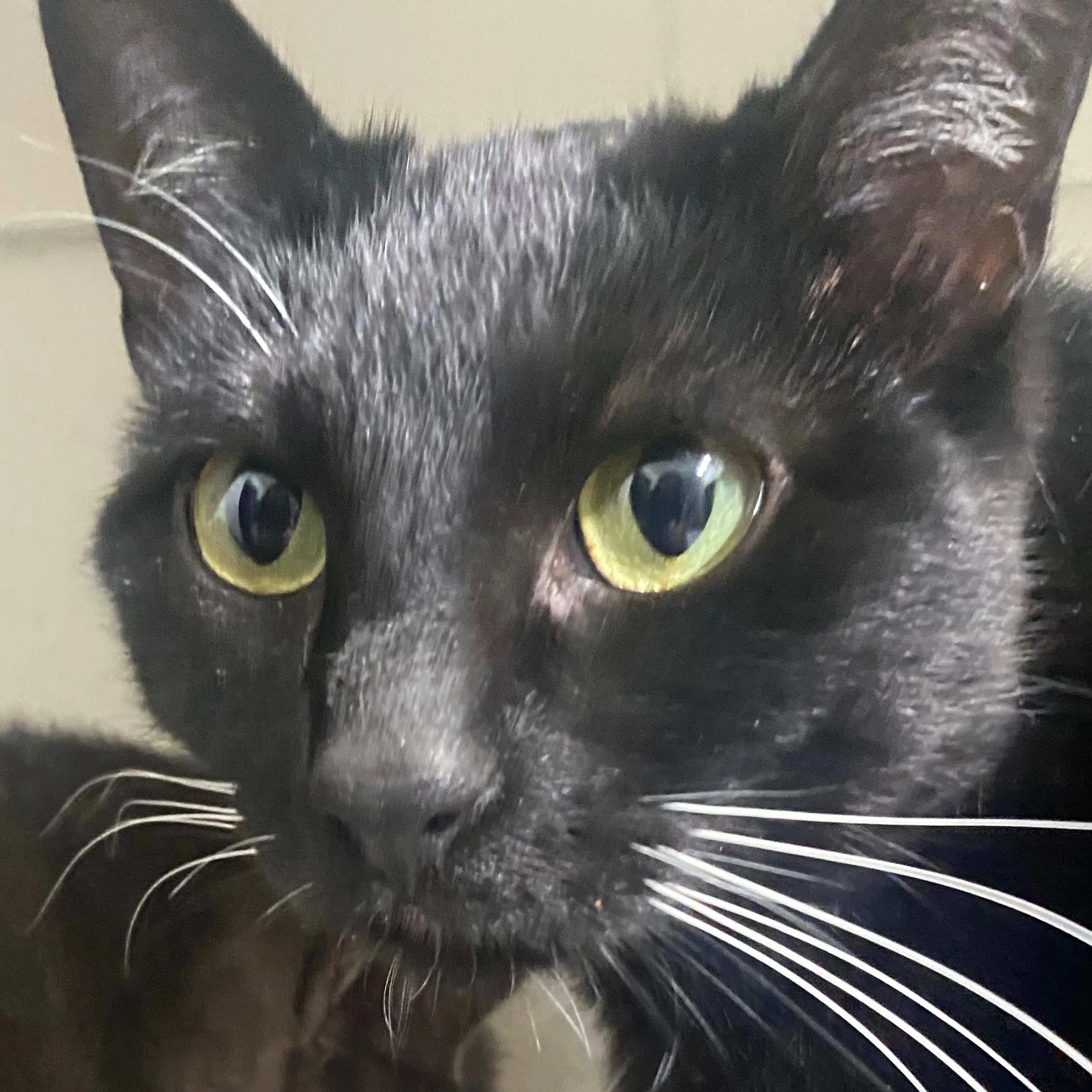 Lost pet-2