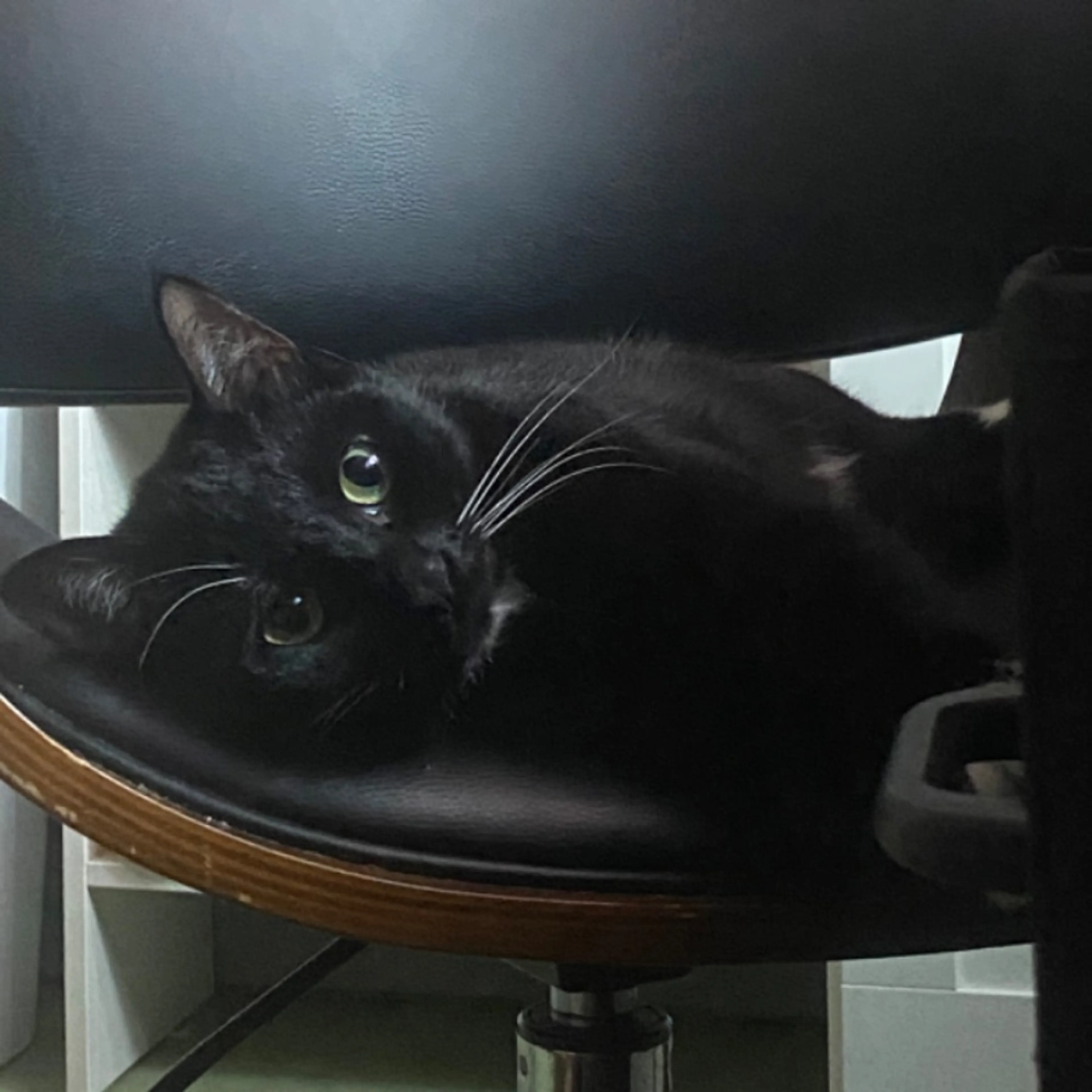 Lost pet-0