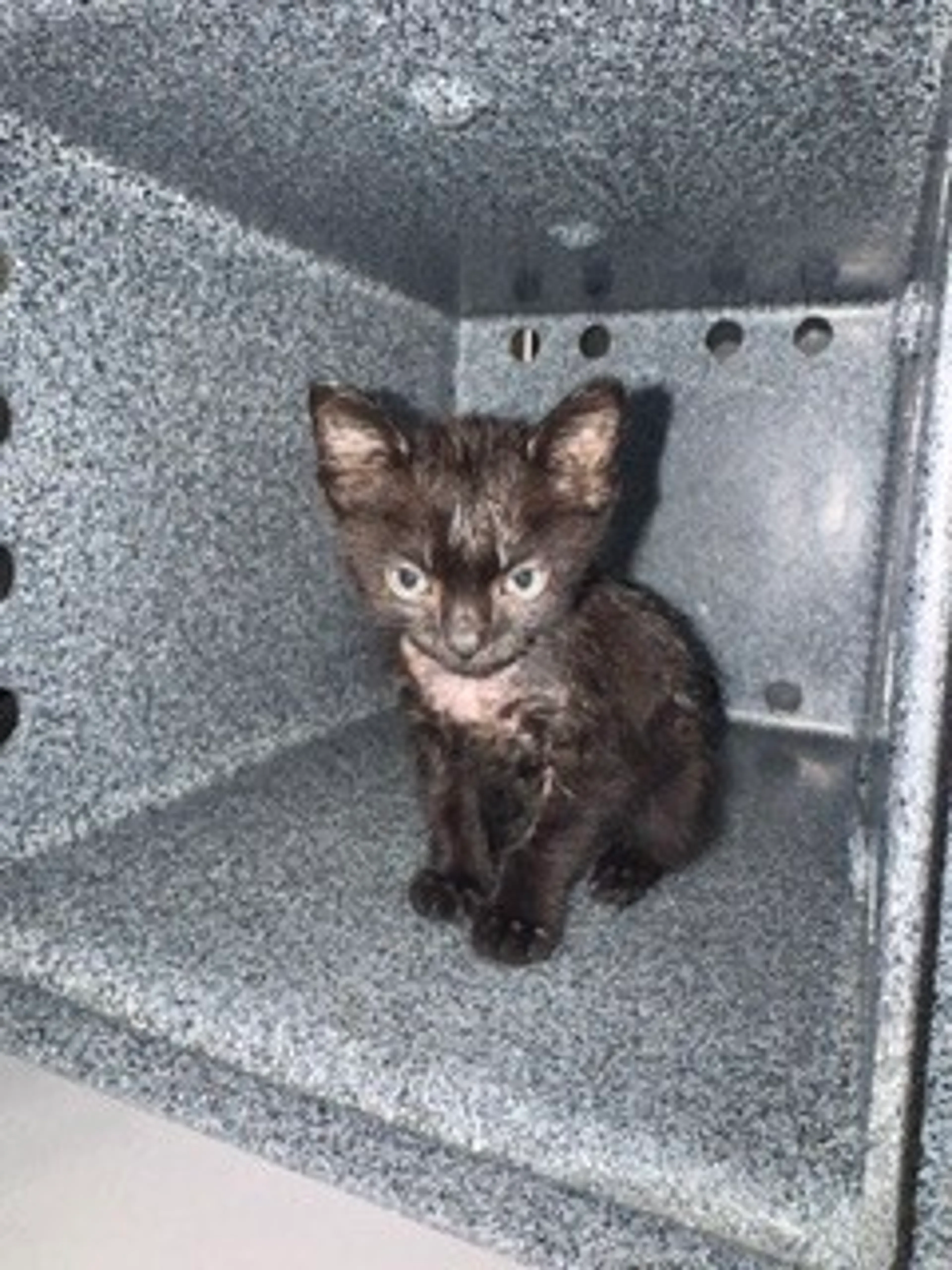Found pet