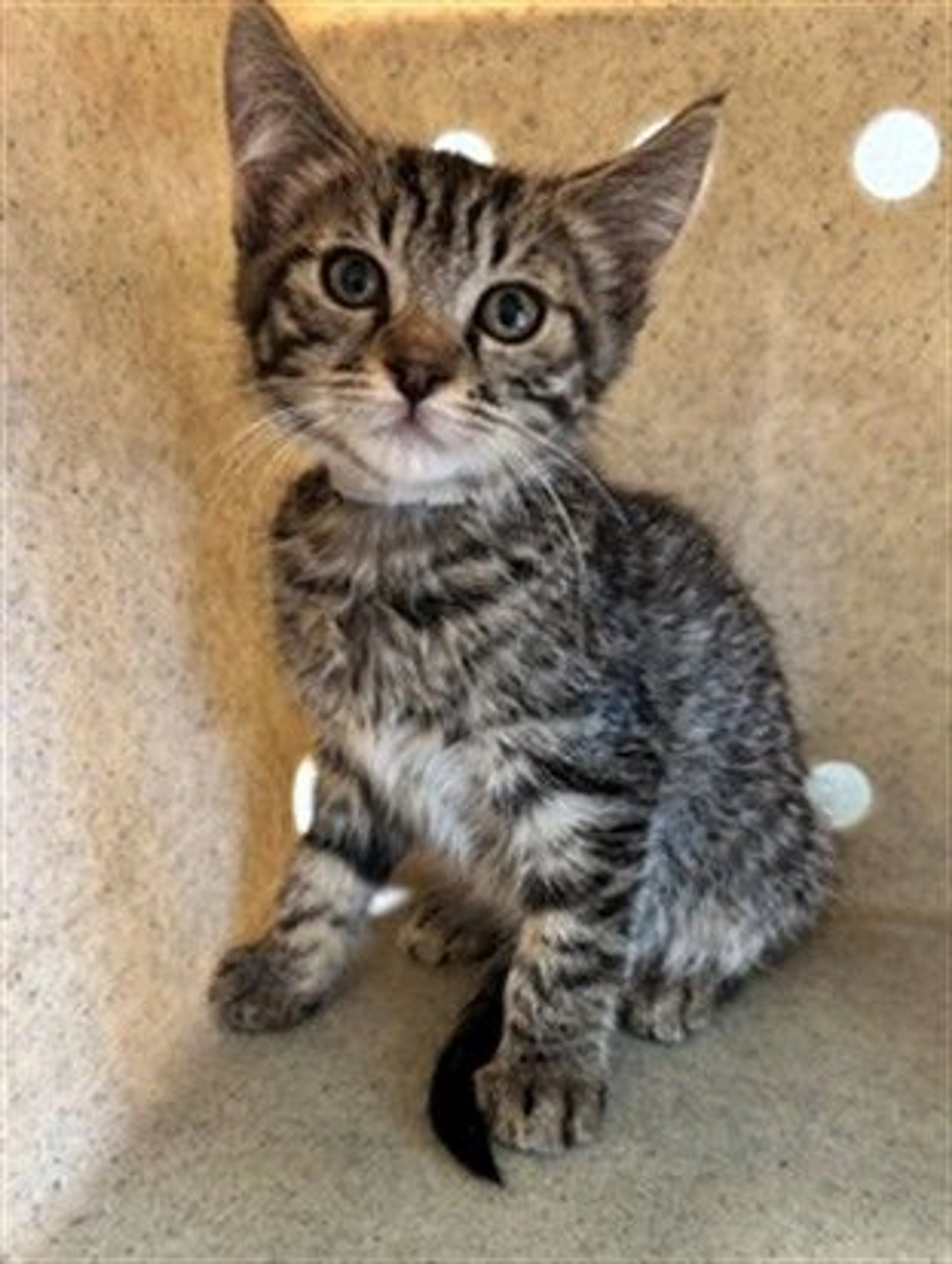 Found pet