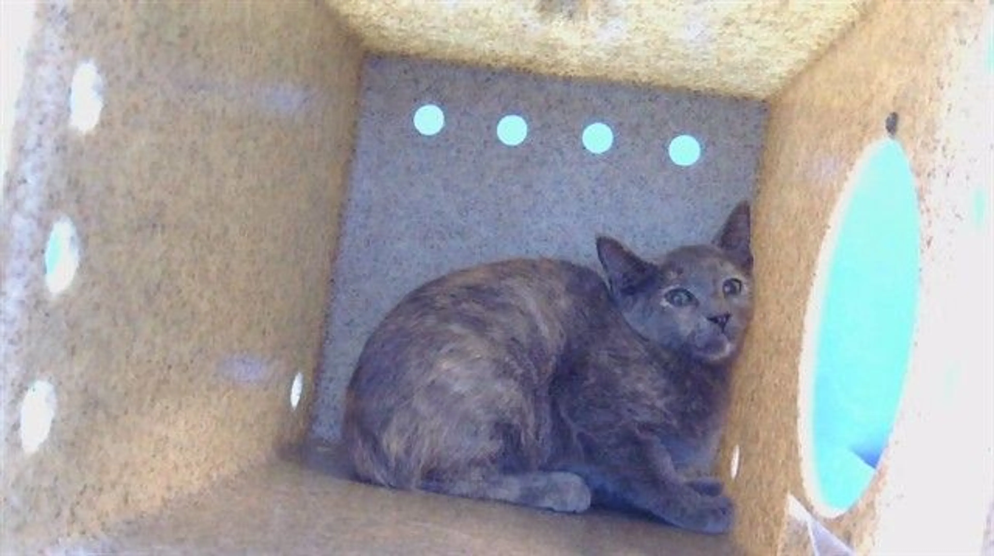 Found pet