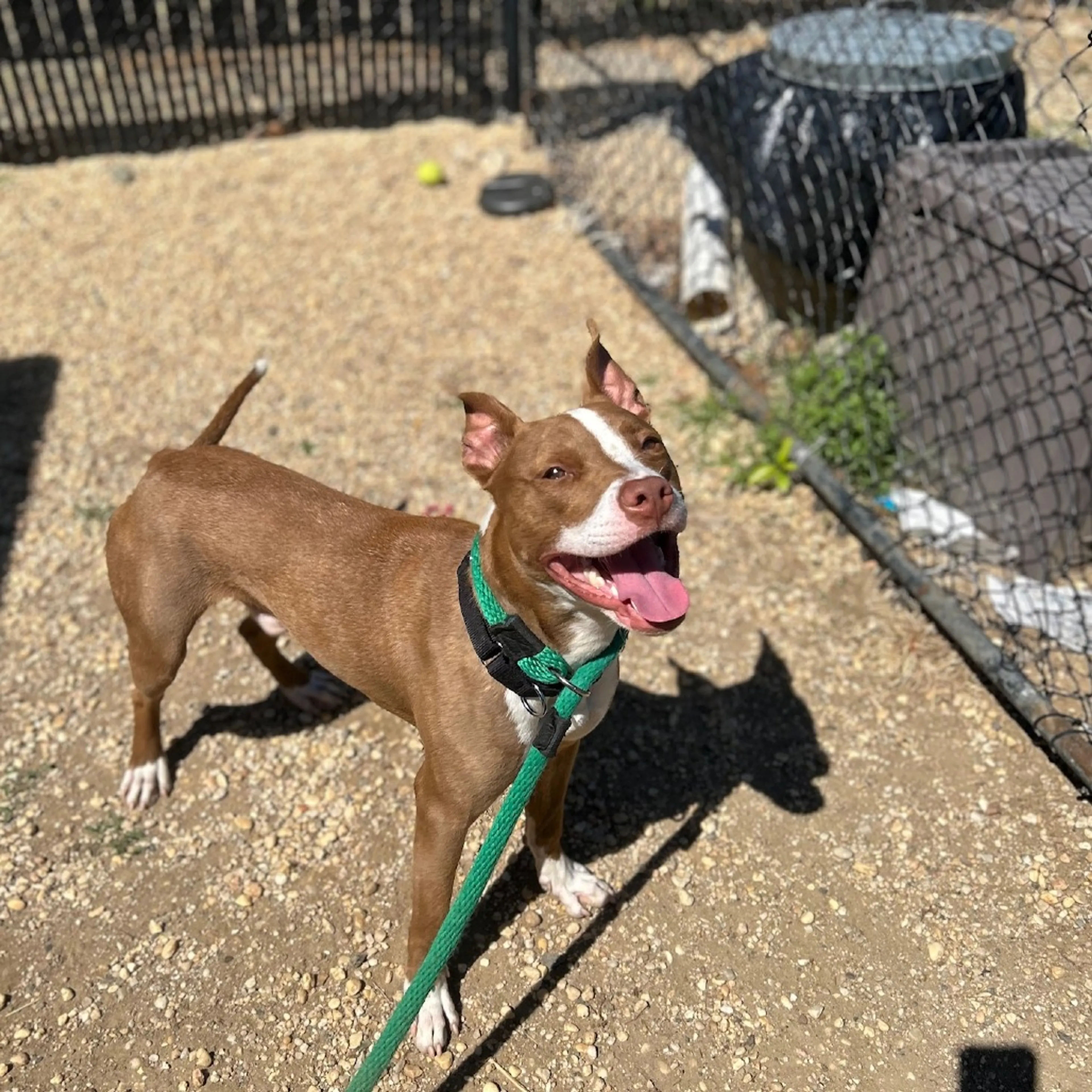 Found pet-2