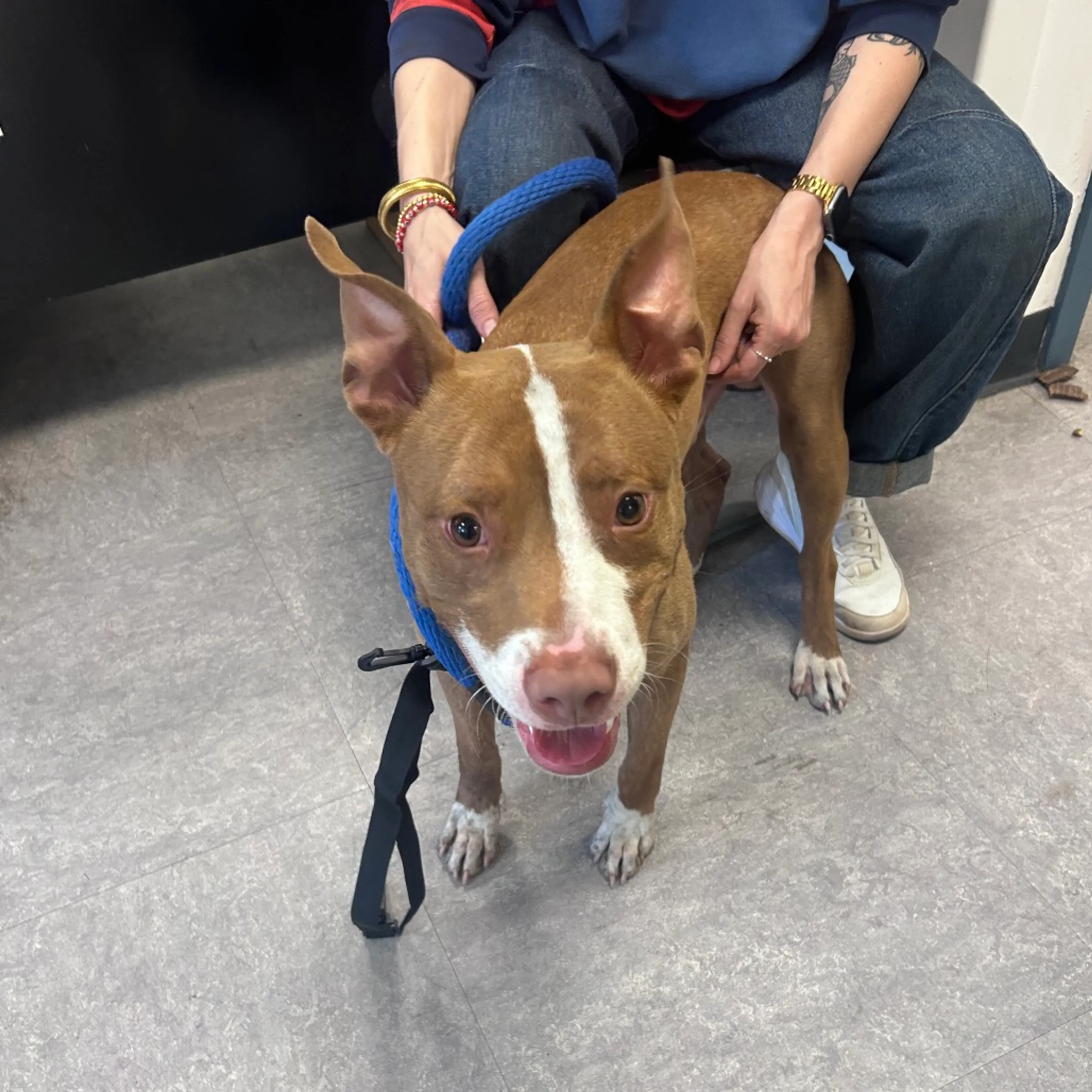 Found pet-1