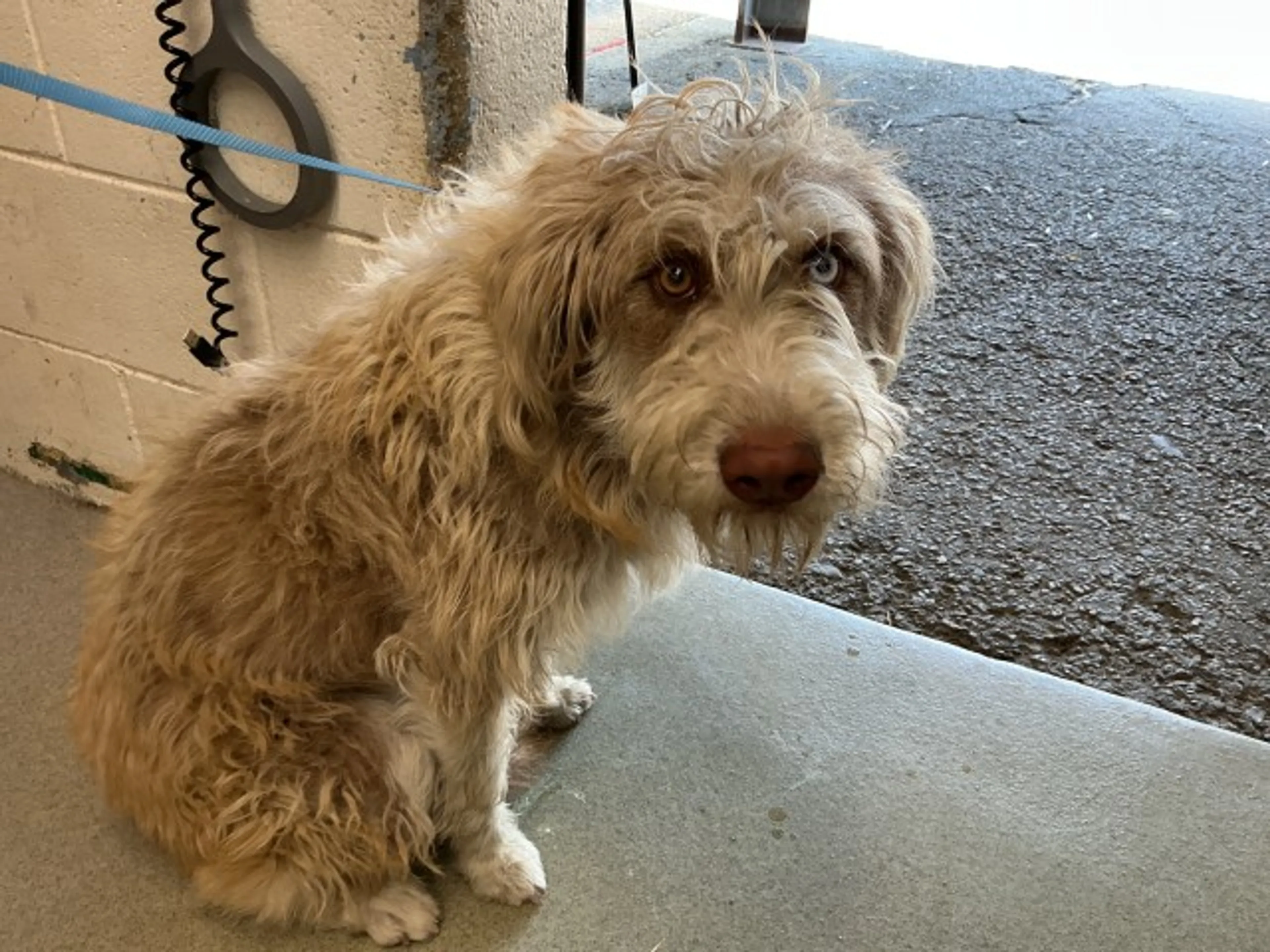 Found pet