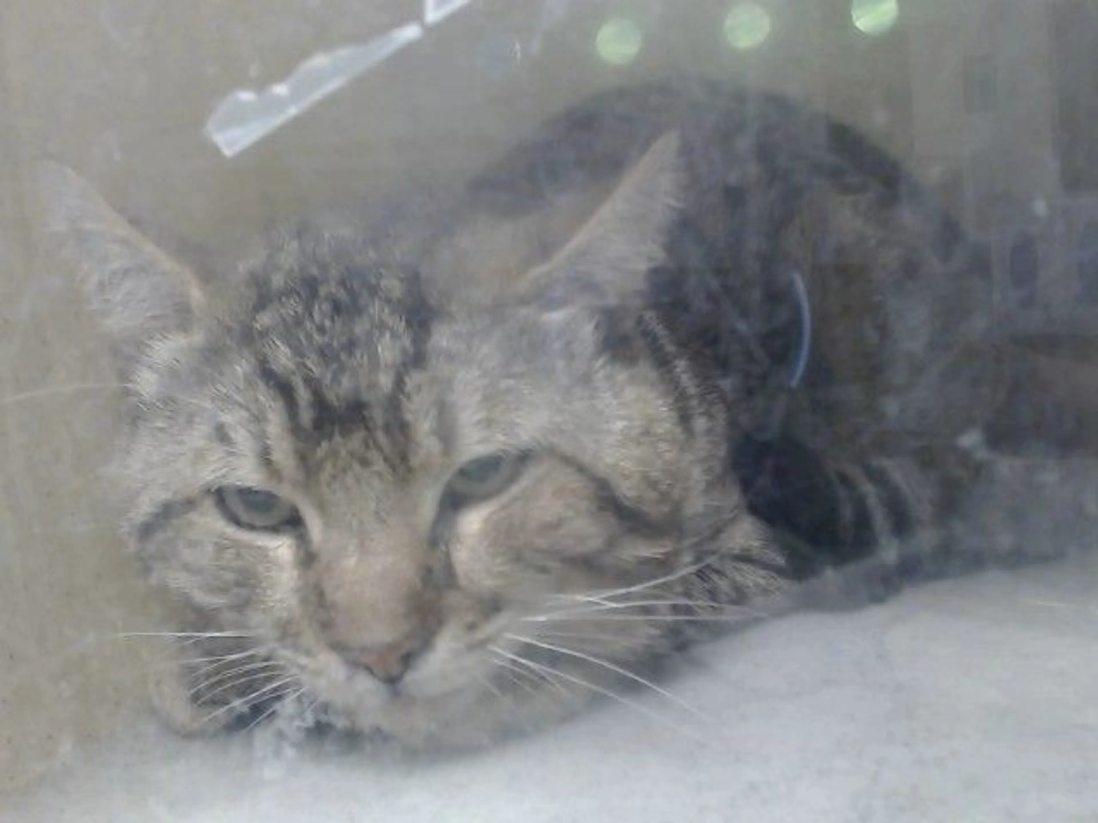 Found pet
