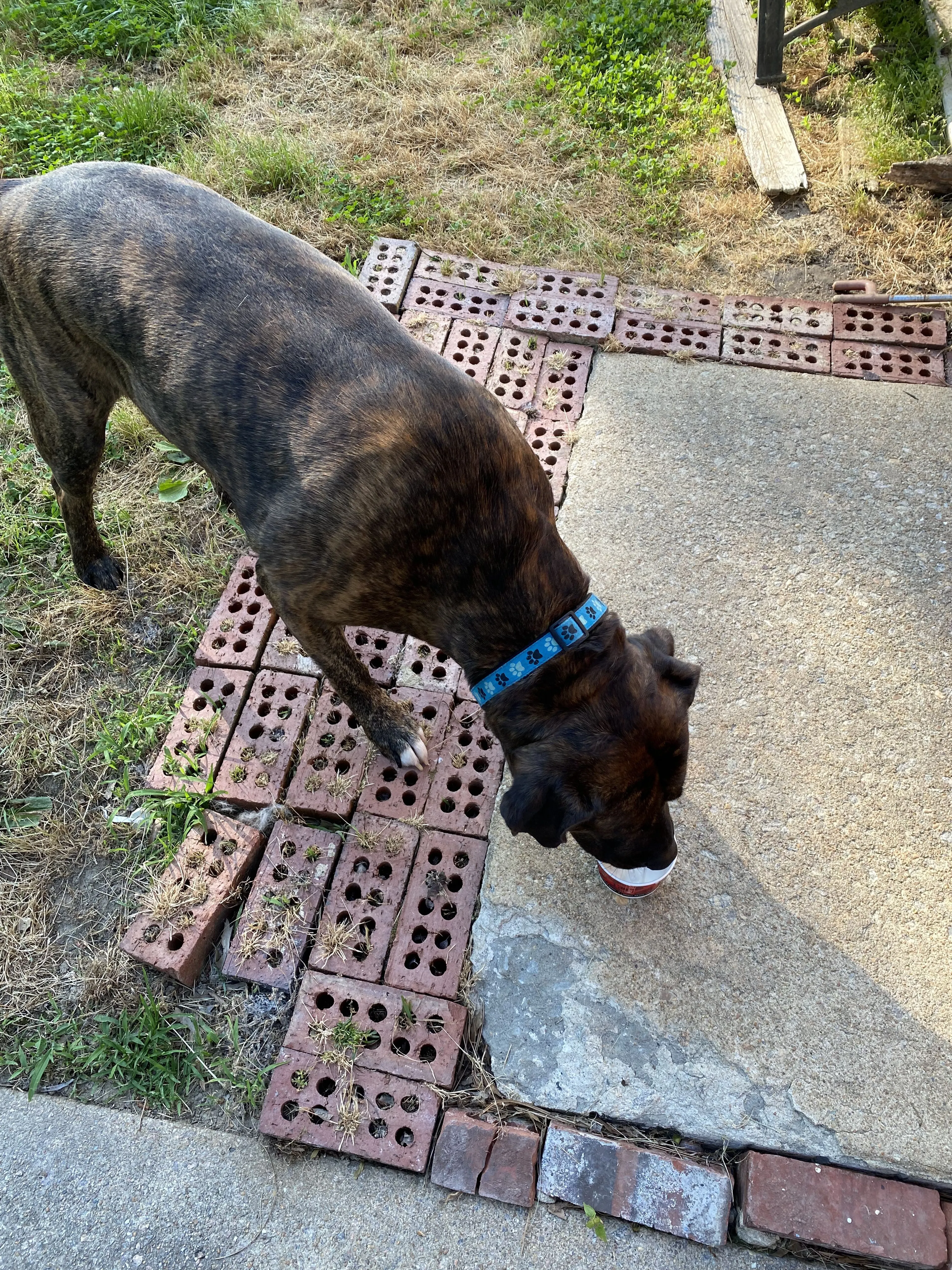 Lost pet-0