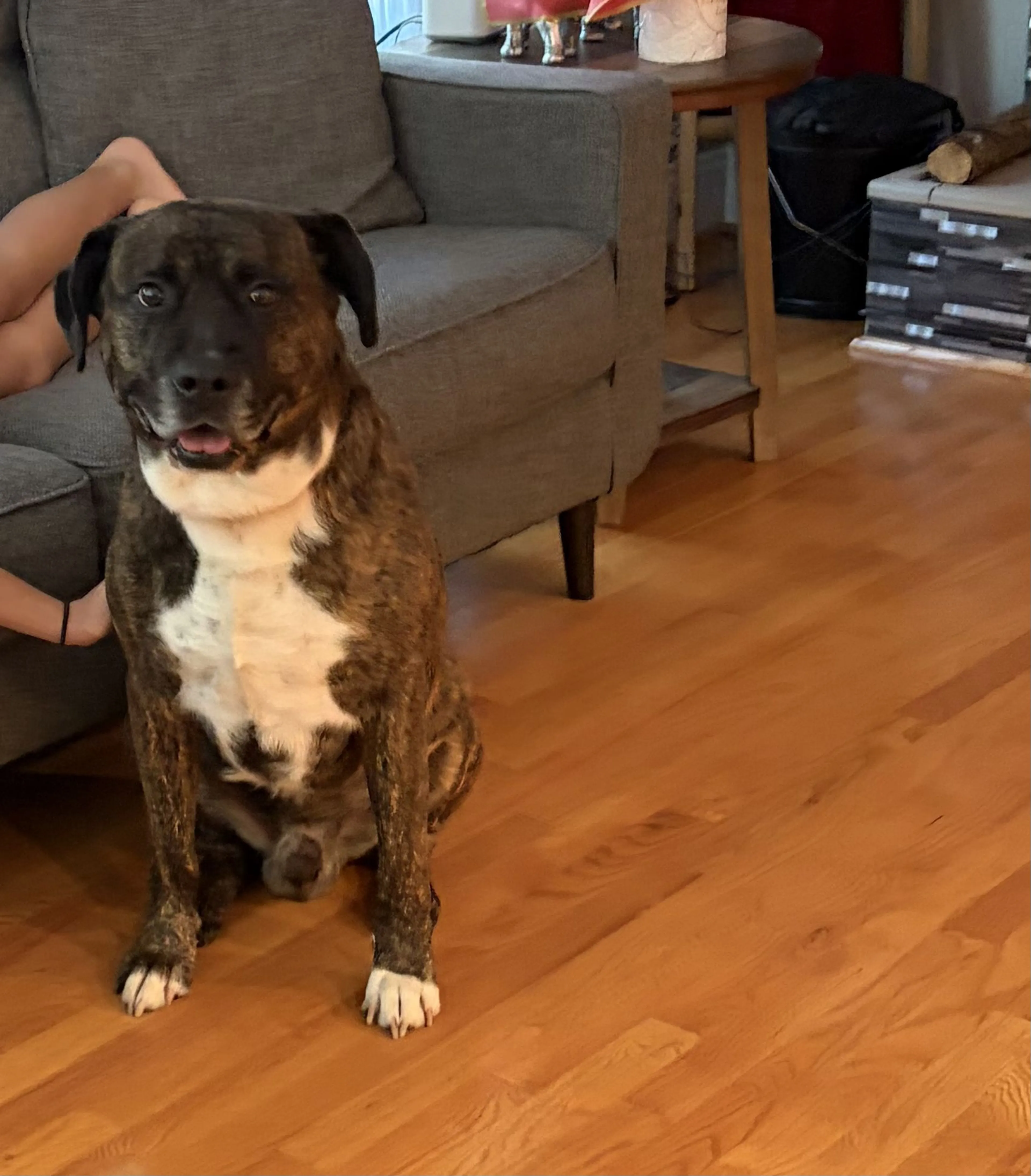 Lost pet-1