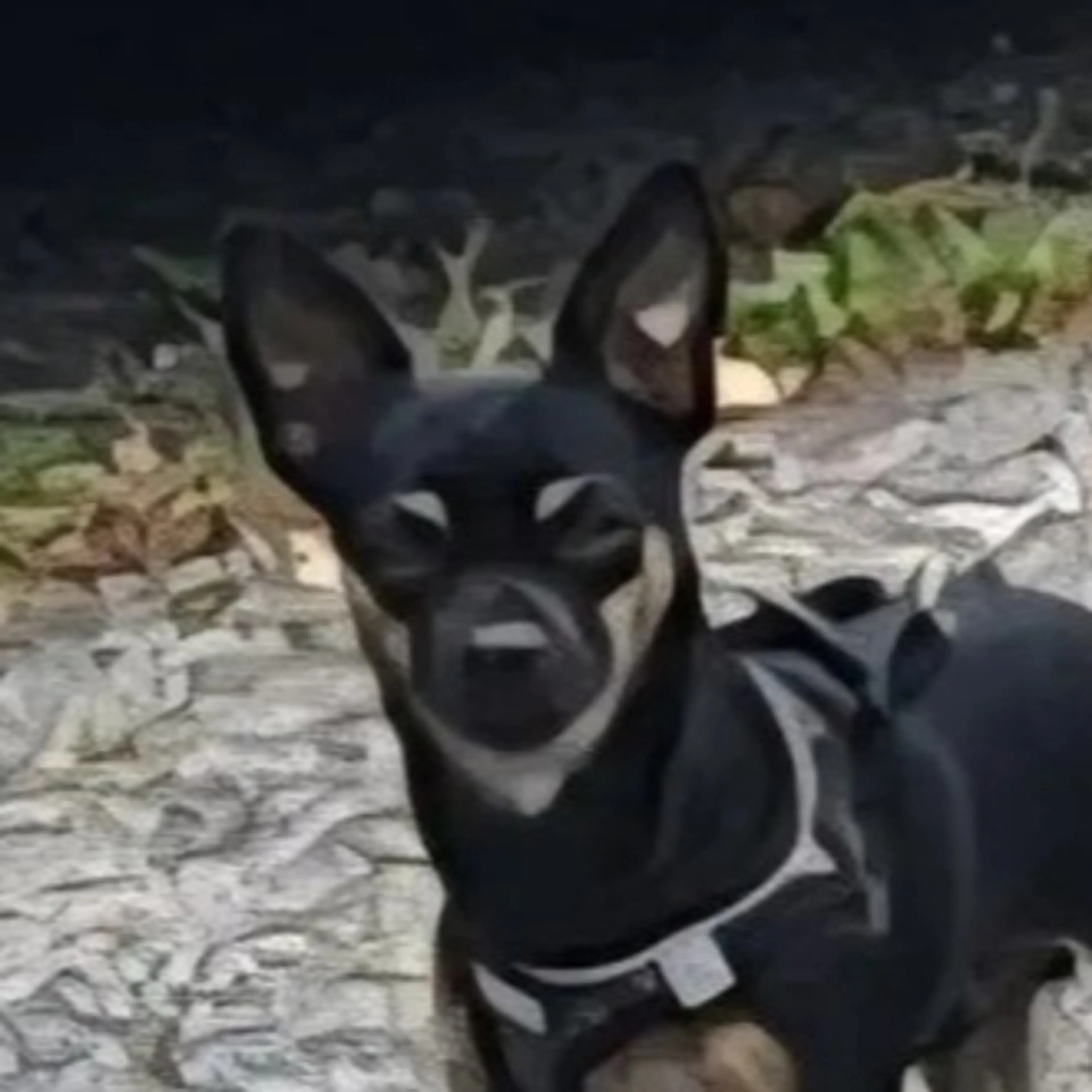 Lost pet-2