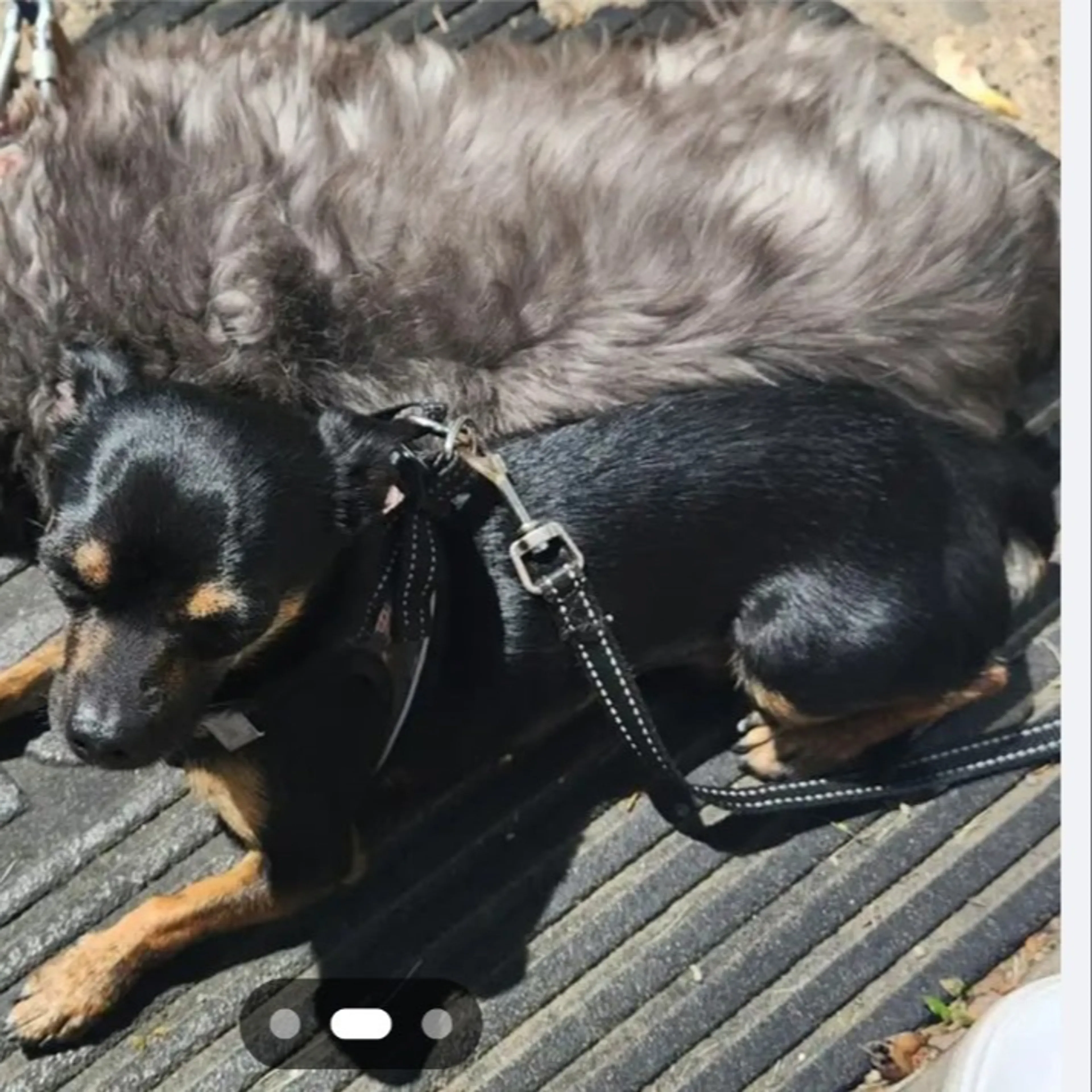 Lost pet-1