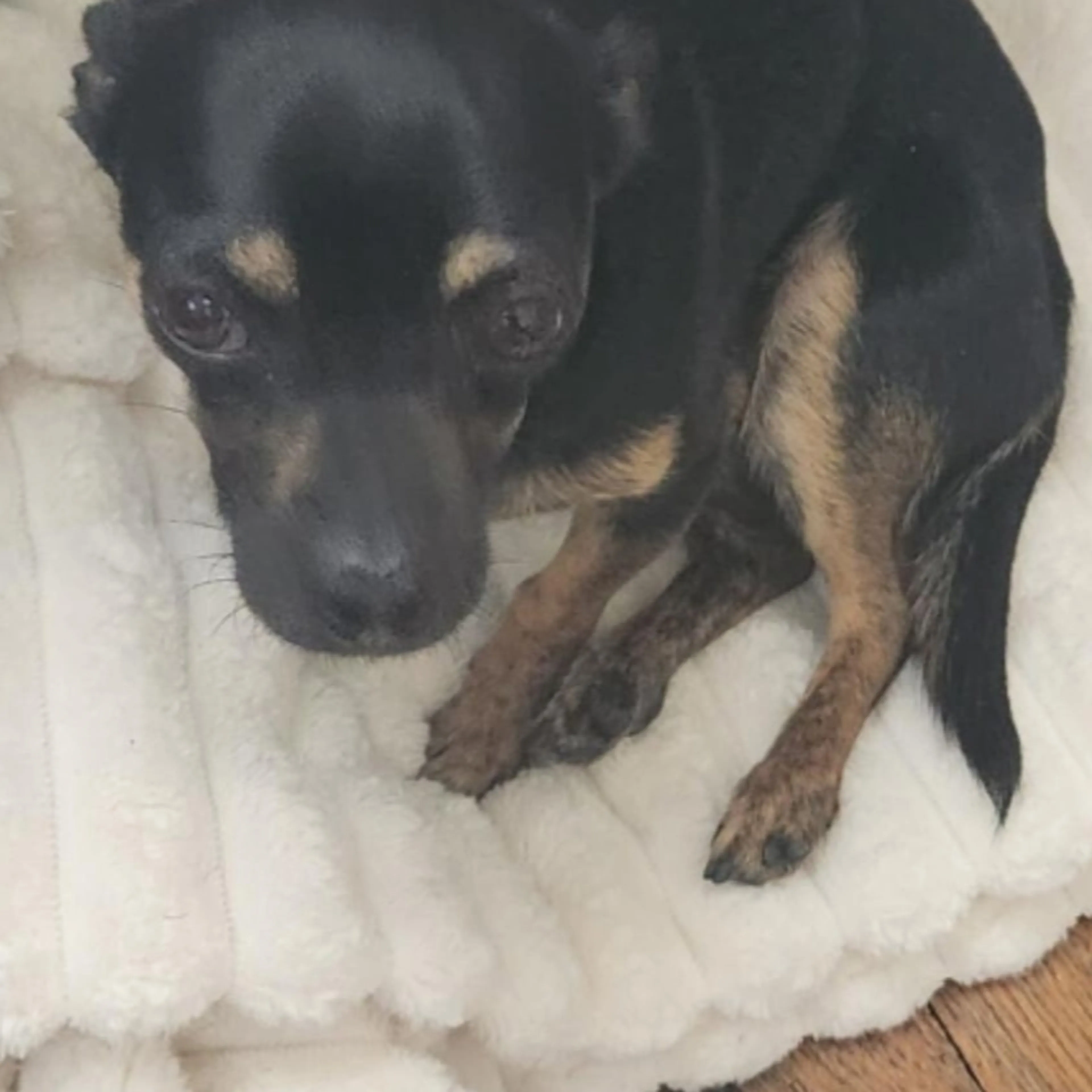Lost pet-3
