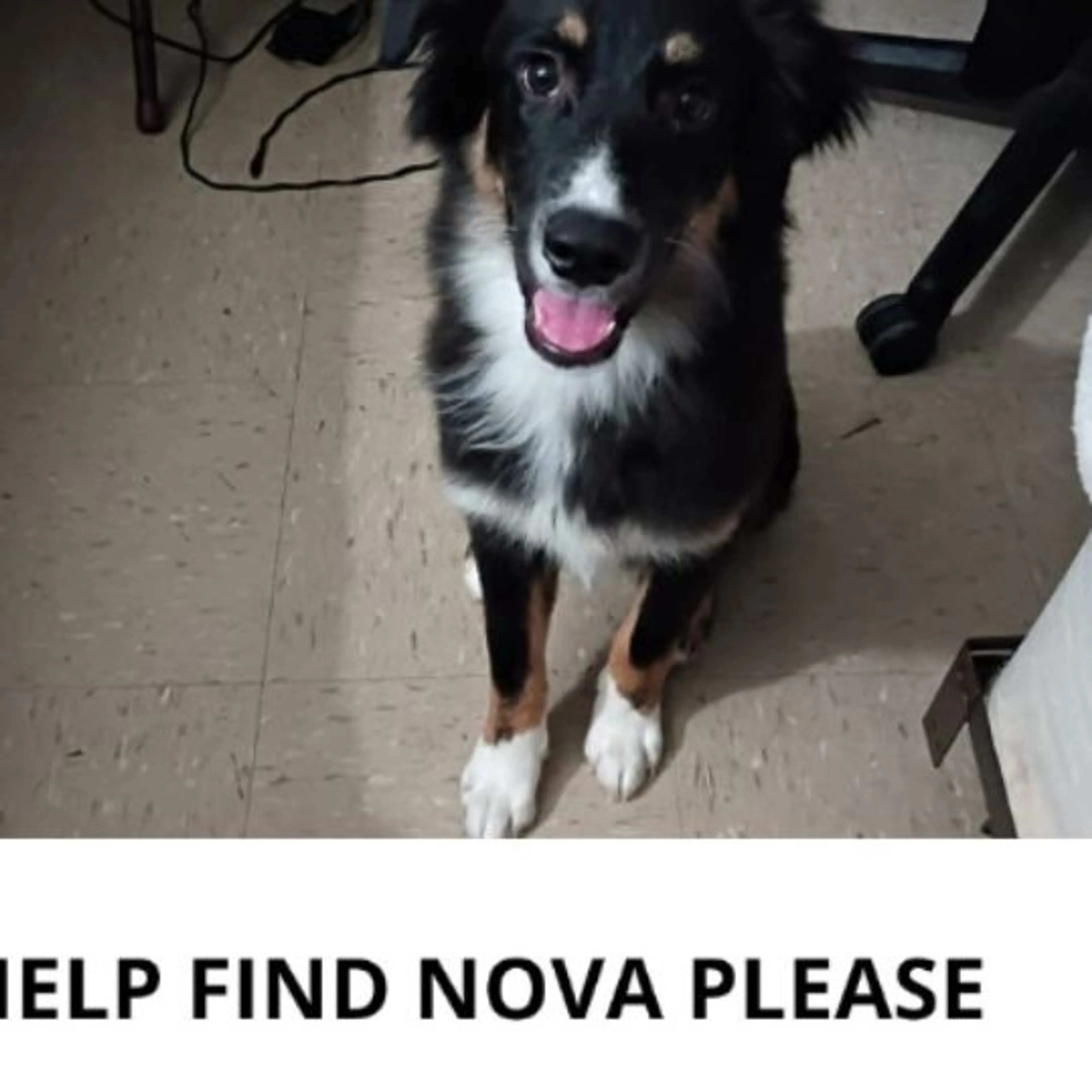 Lost pet
