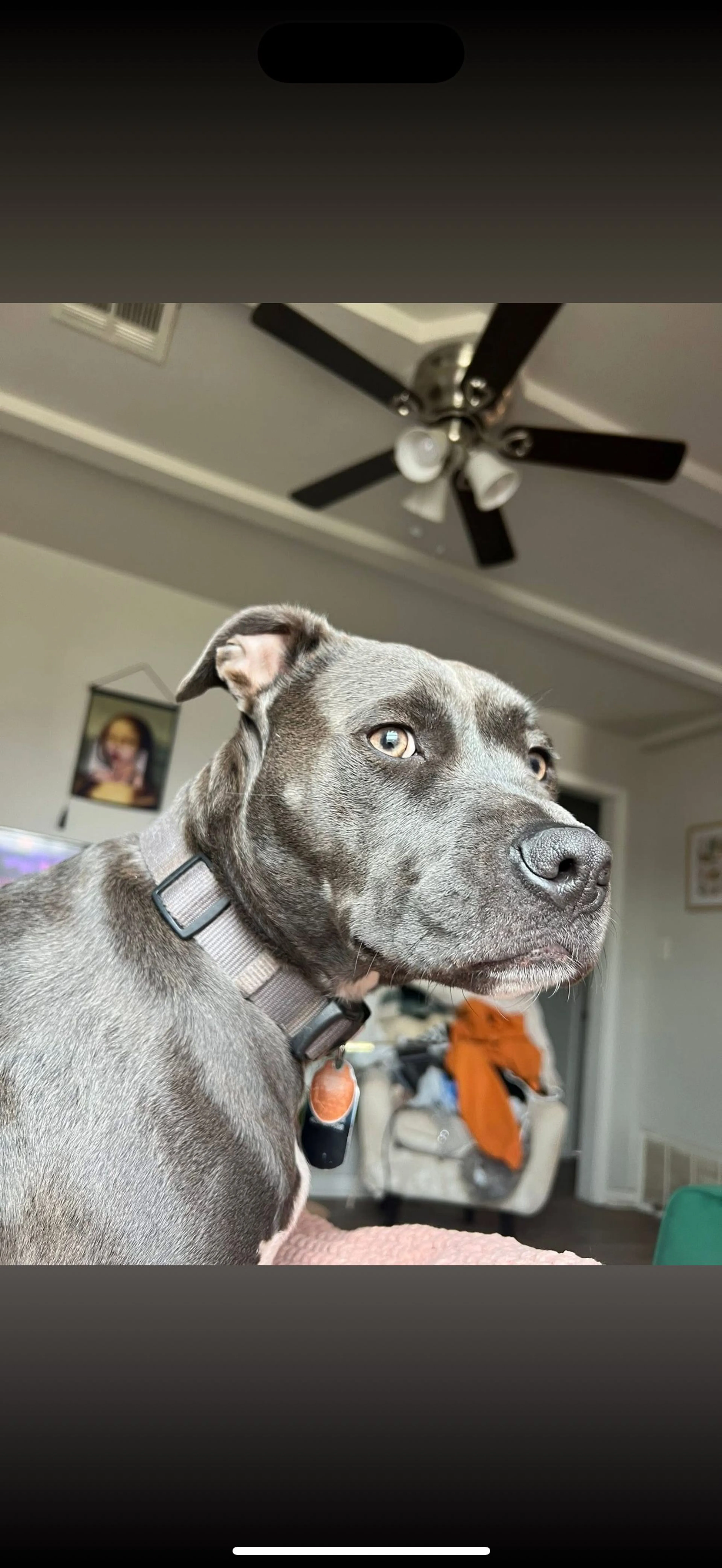 Lost pet-1