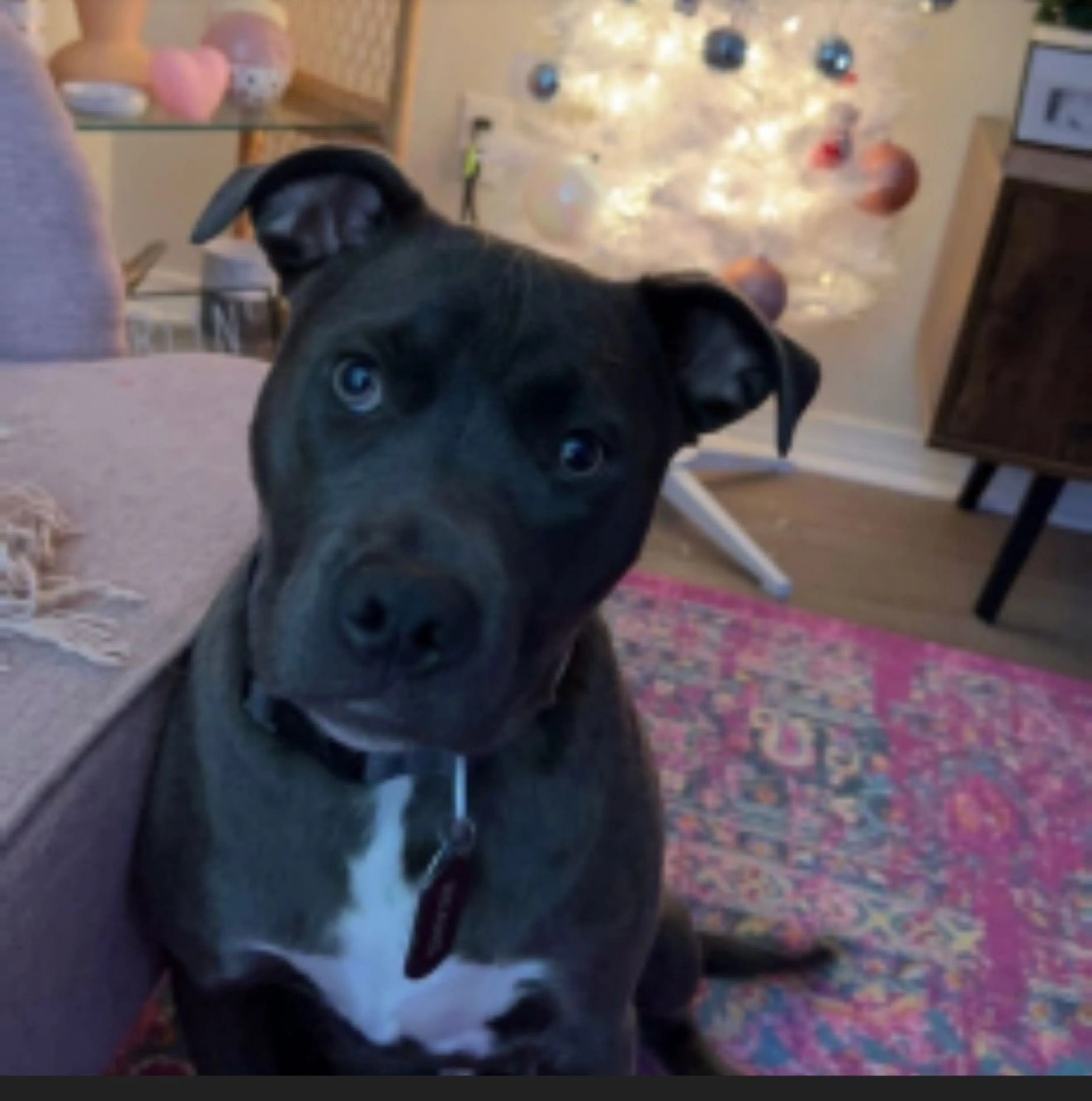 Lost pet-2