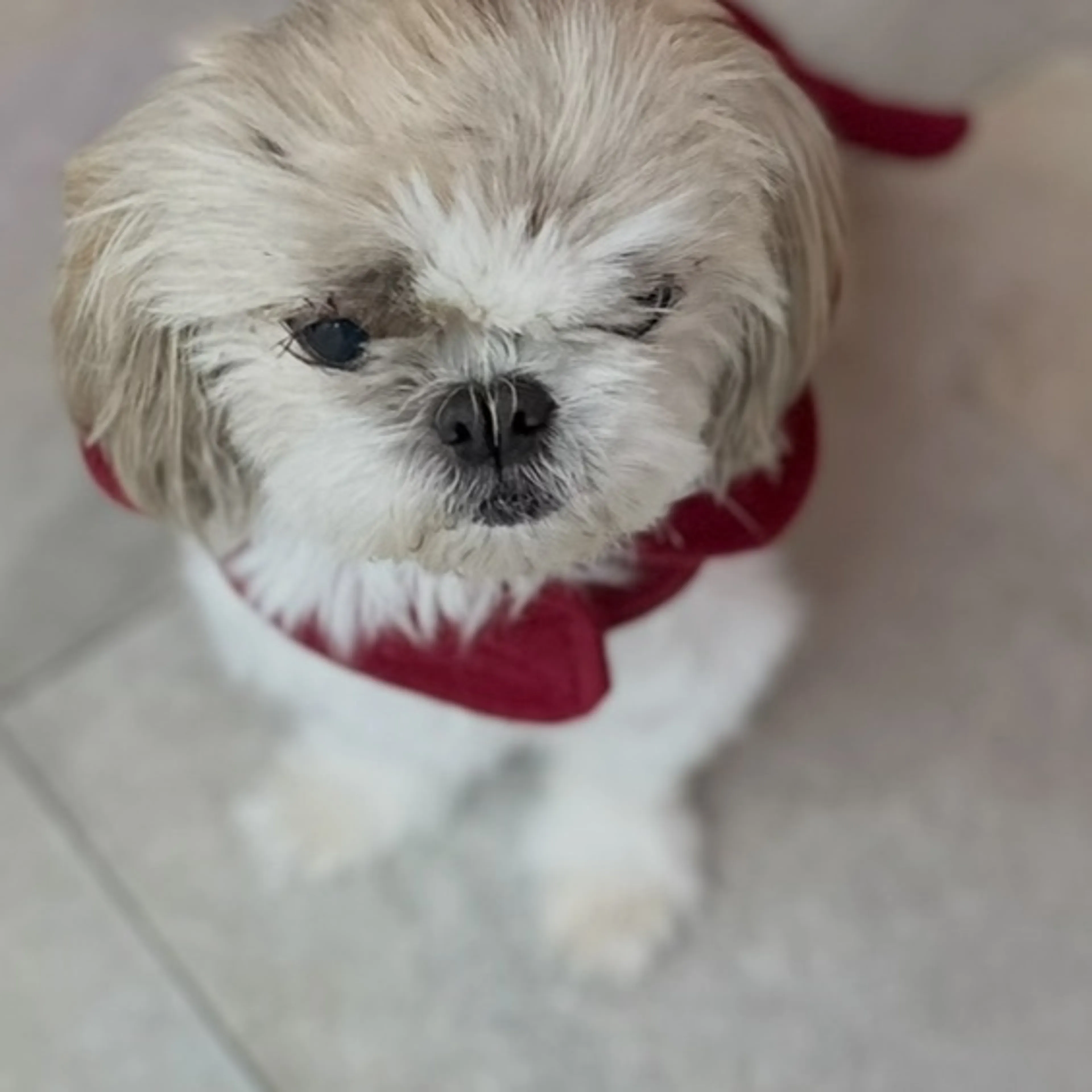 Lost pet