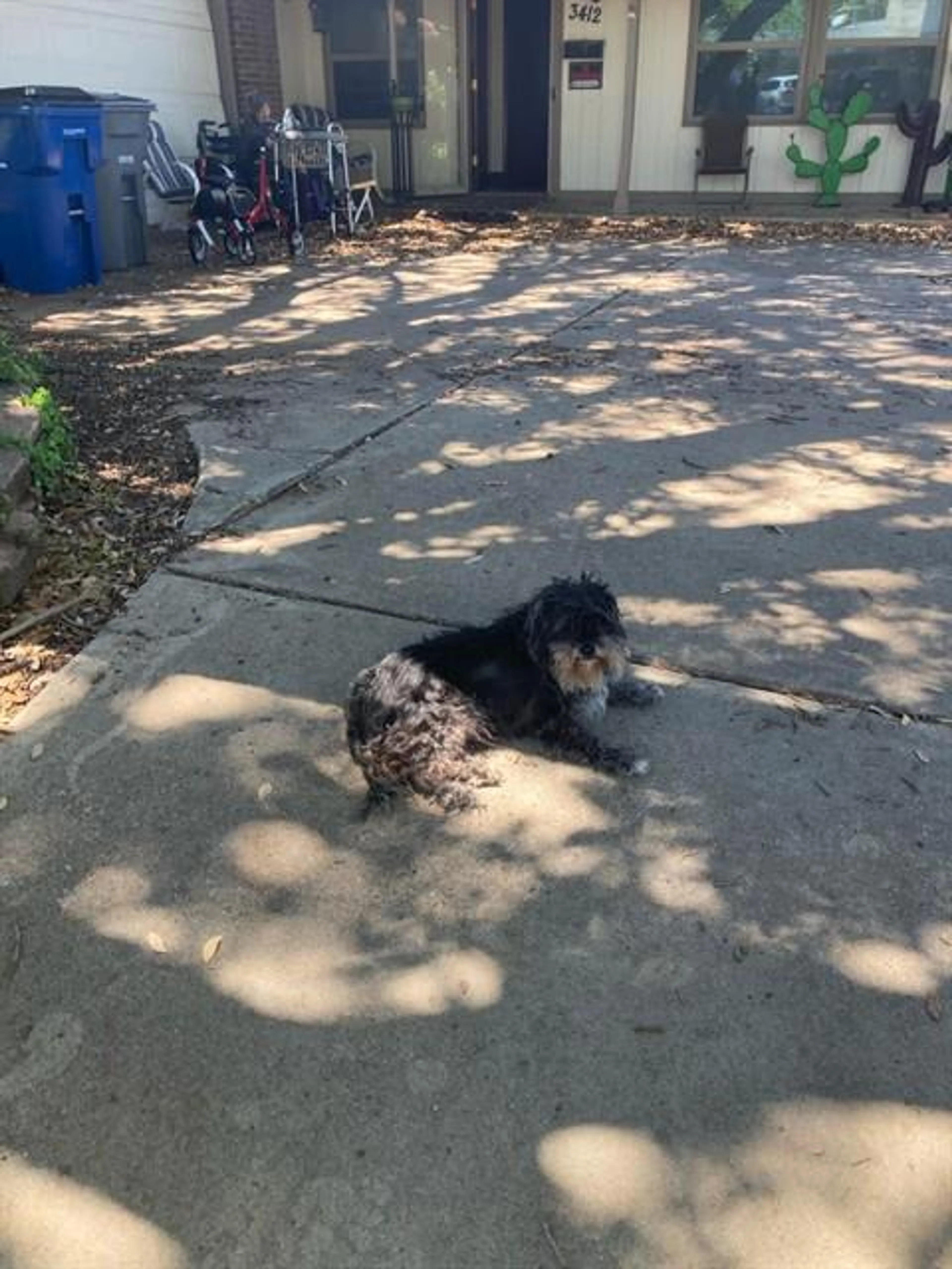 Found pet