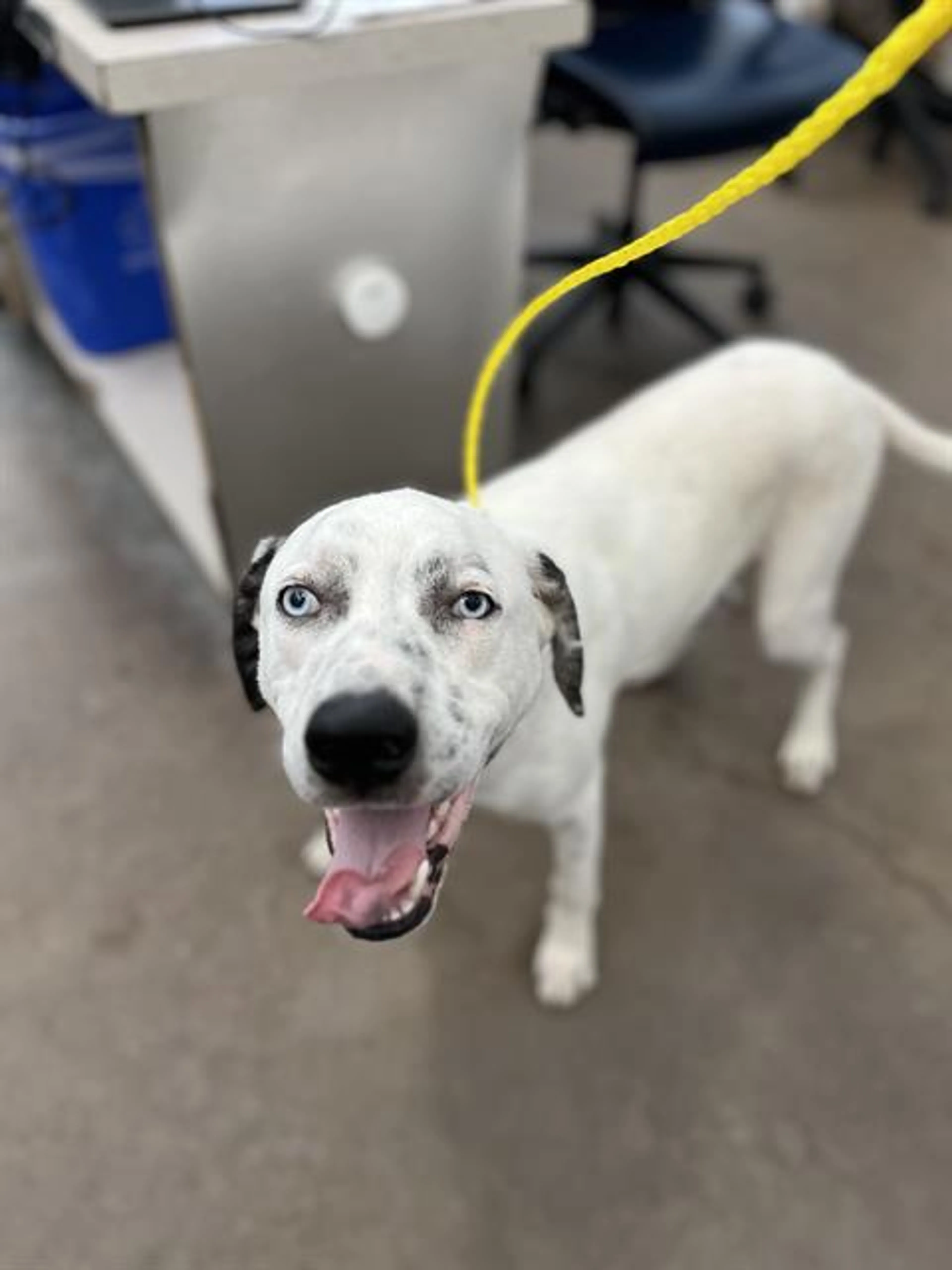 Found pet